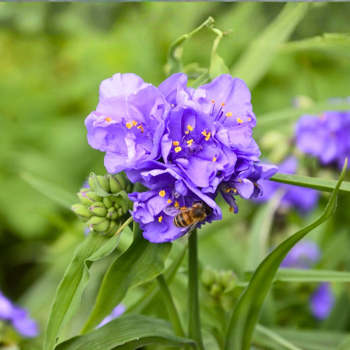 Live Widow's Tears Plants 5-Pack, Blue Purple Blooms, Commelina spp., Shade-Loving Southern Garden Flower