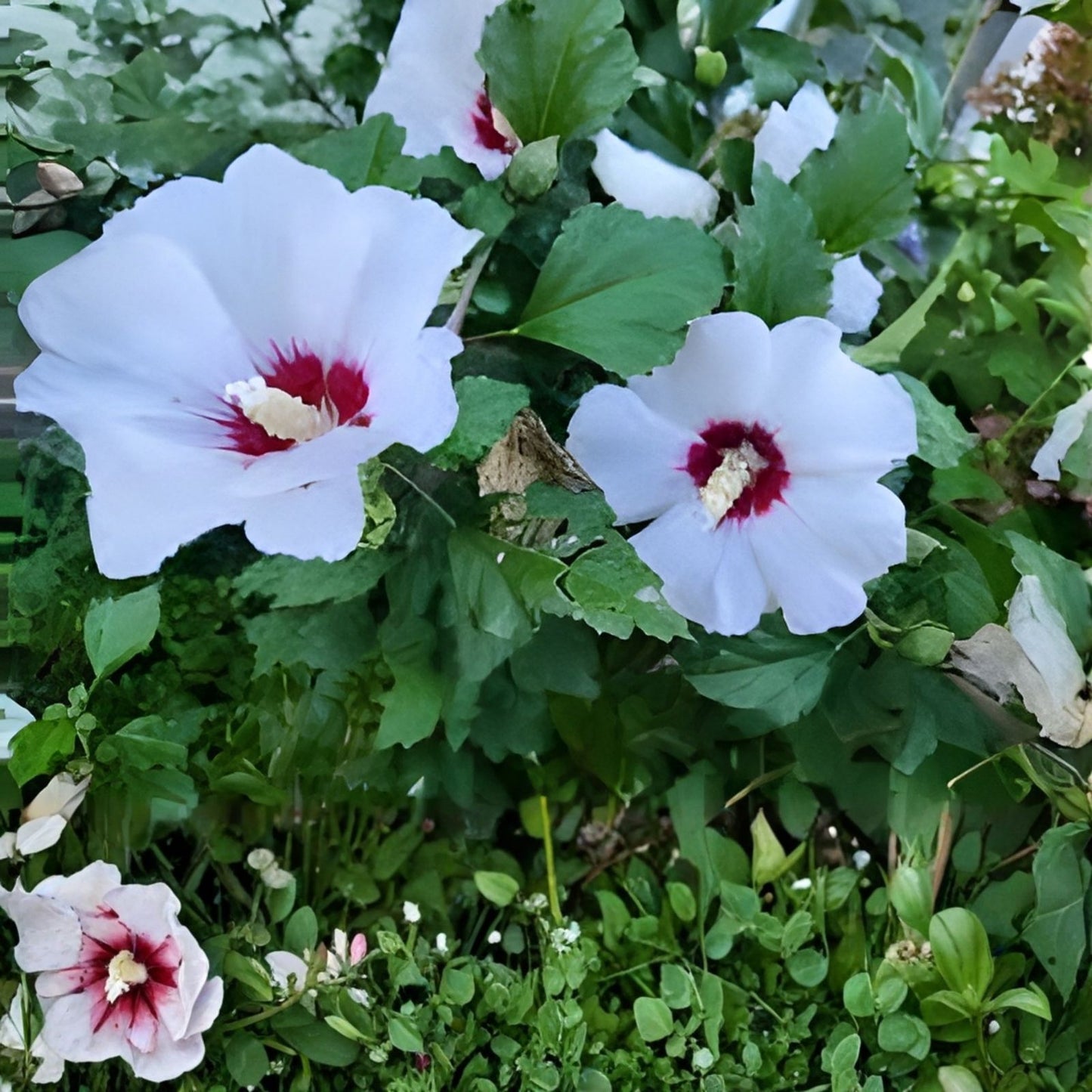 Unrooted Hibiscus Rose of Sharon Cuttings 10 Pack | Hardy Flowering Shrub | Hibiscus syriacus