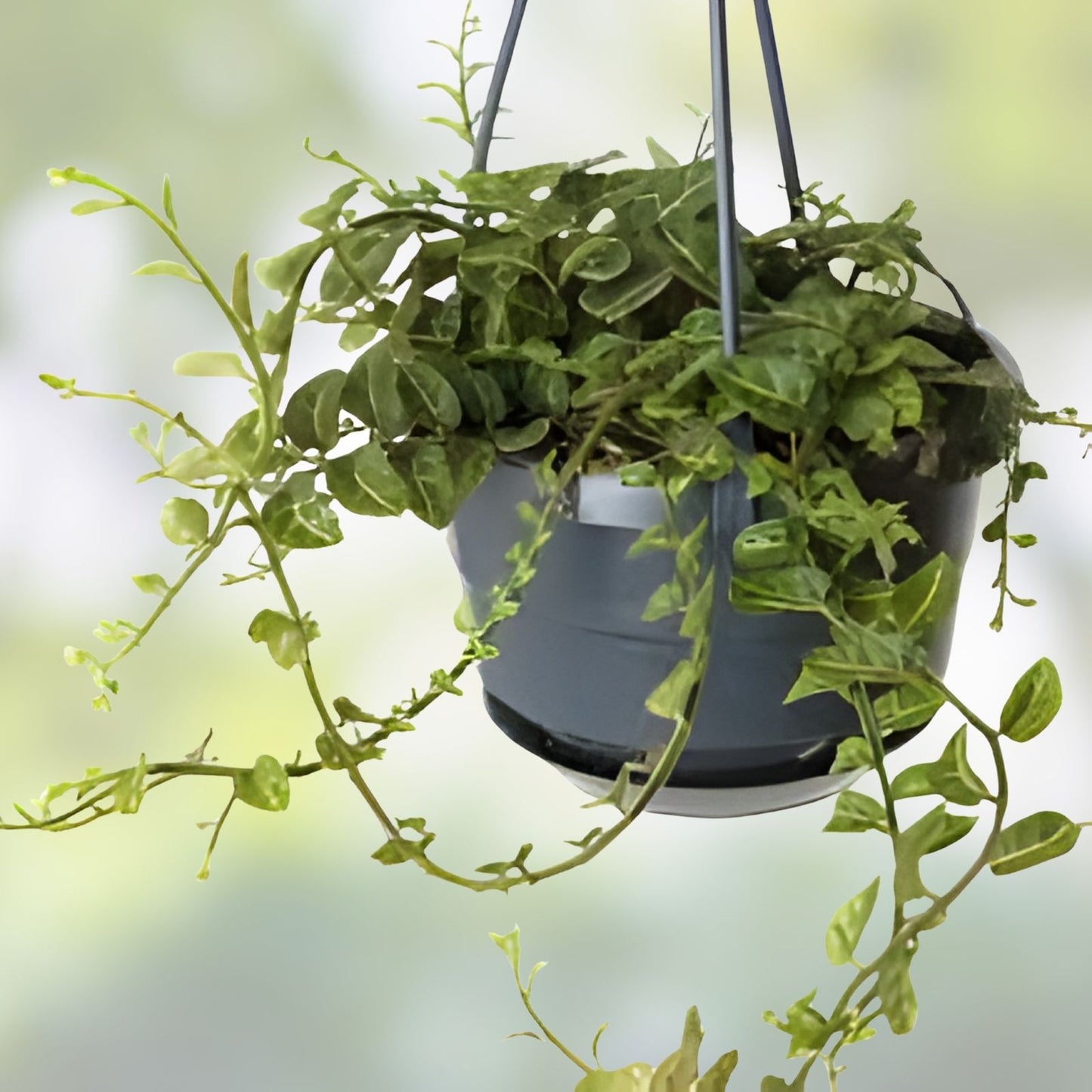 Ecuador Vine Plant in Pot - Solanum sp, - Indoor Rooted Vine for Terrariums - Live Houseplant