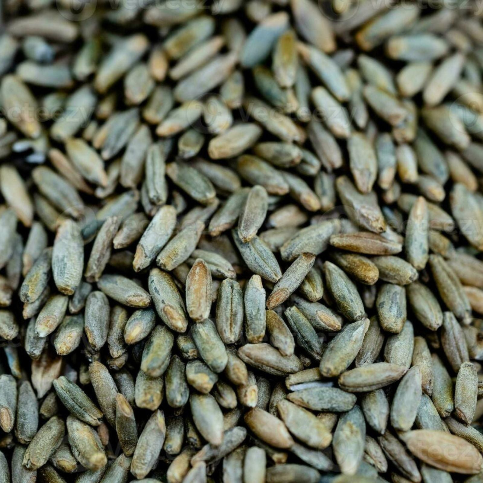 Rye Berries 25 Pounds - High Fiber, High Iron - CZ Grain Signature Rye (Secale cereale) Whole Grain