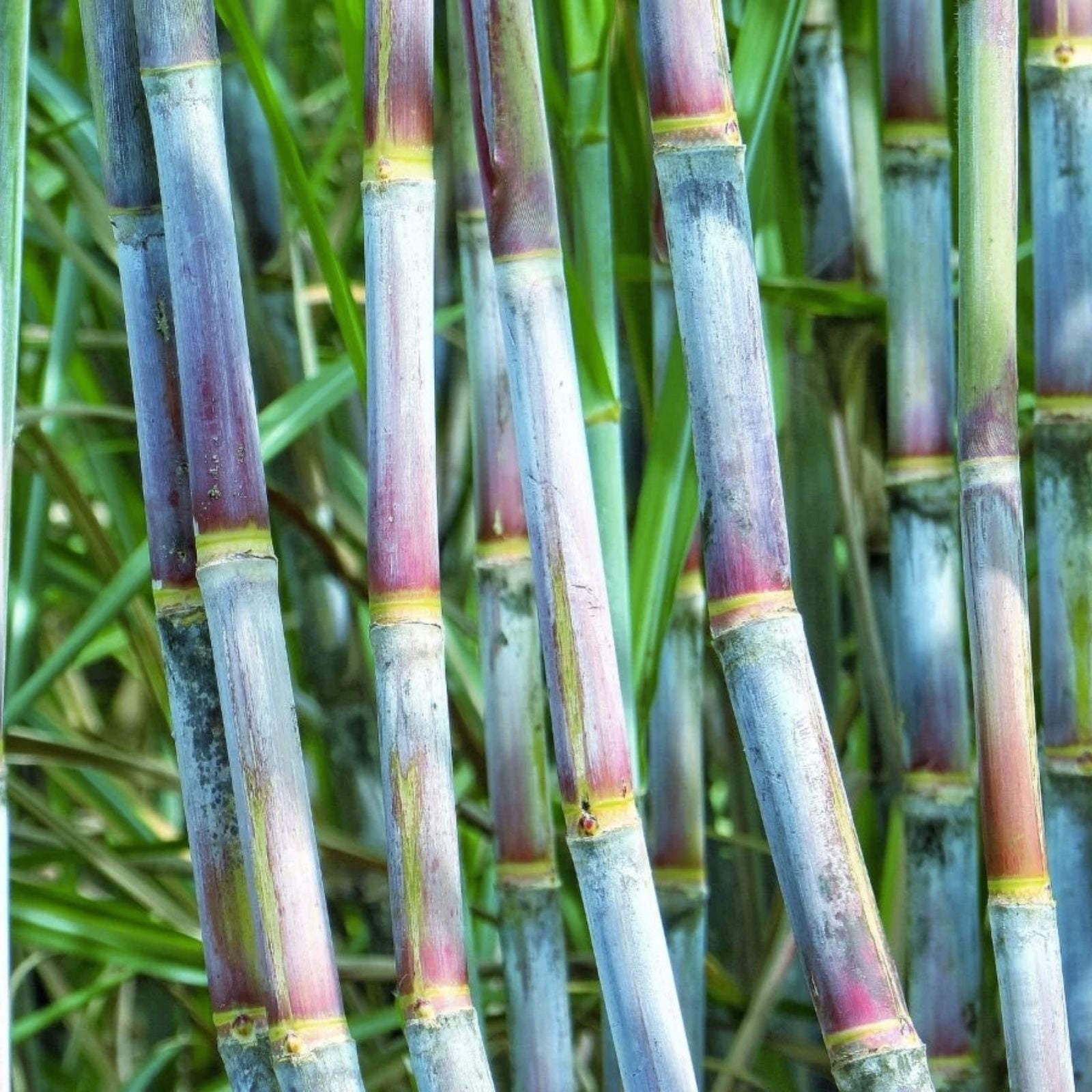Green Sugarcane Live Plant Cuttings – 2 PCS Fresh Sweet Juicy Saccharum officinarum for Planting