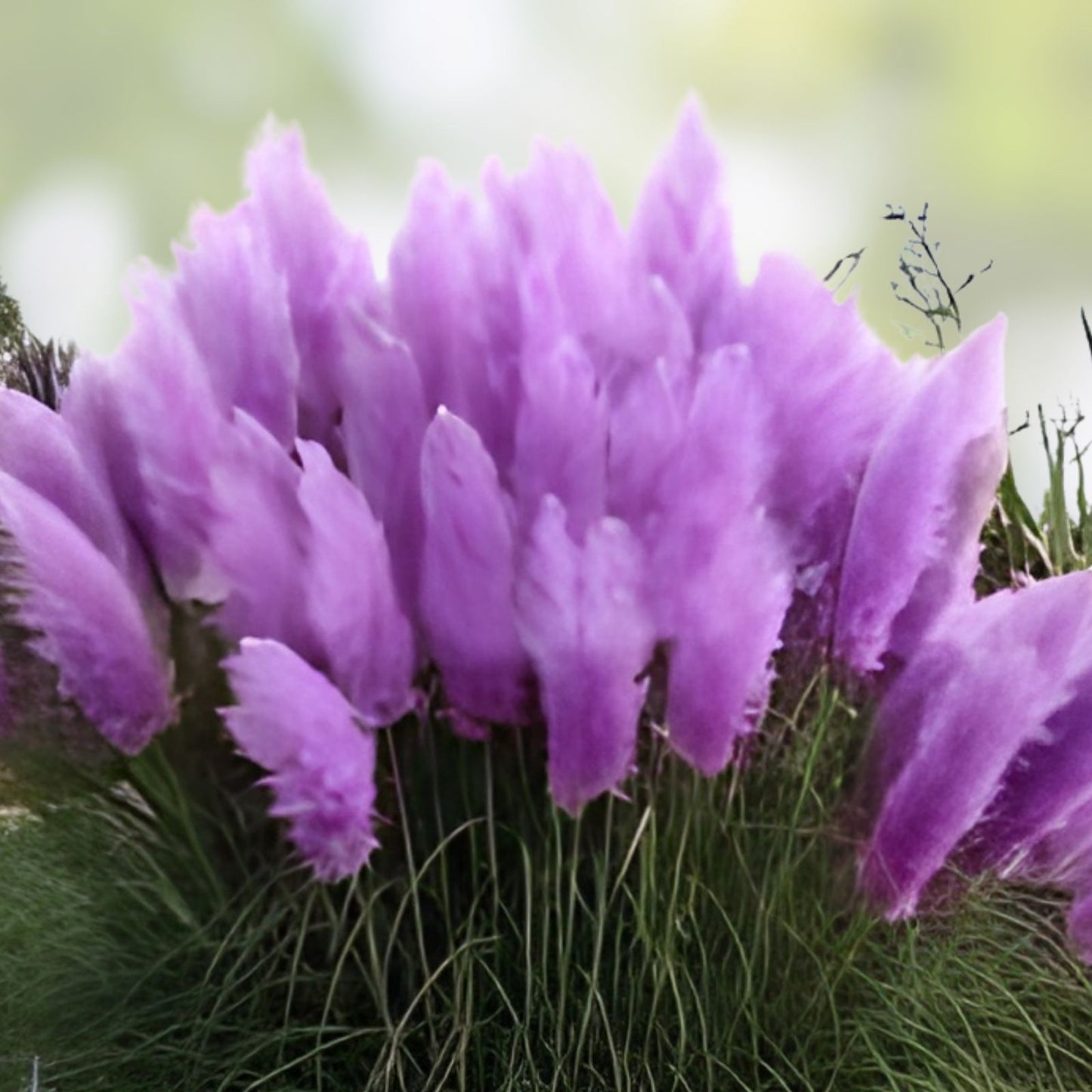 Purple Pampas Grass Plugs 3 Pack - Cortaderia selloana, Ornamental Grass, Dried Flower, Garden Plant, Indoor Outdoor