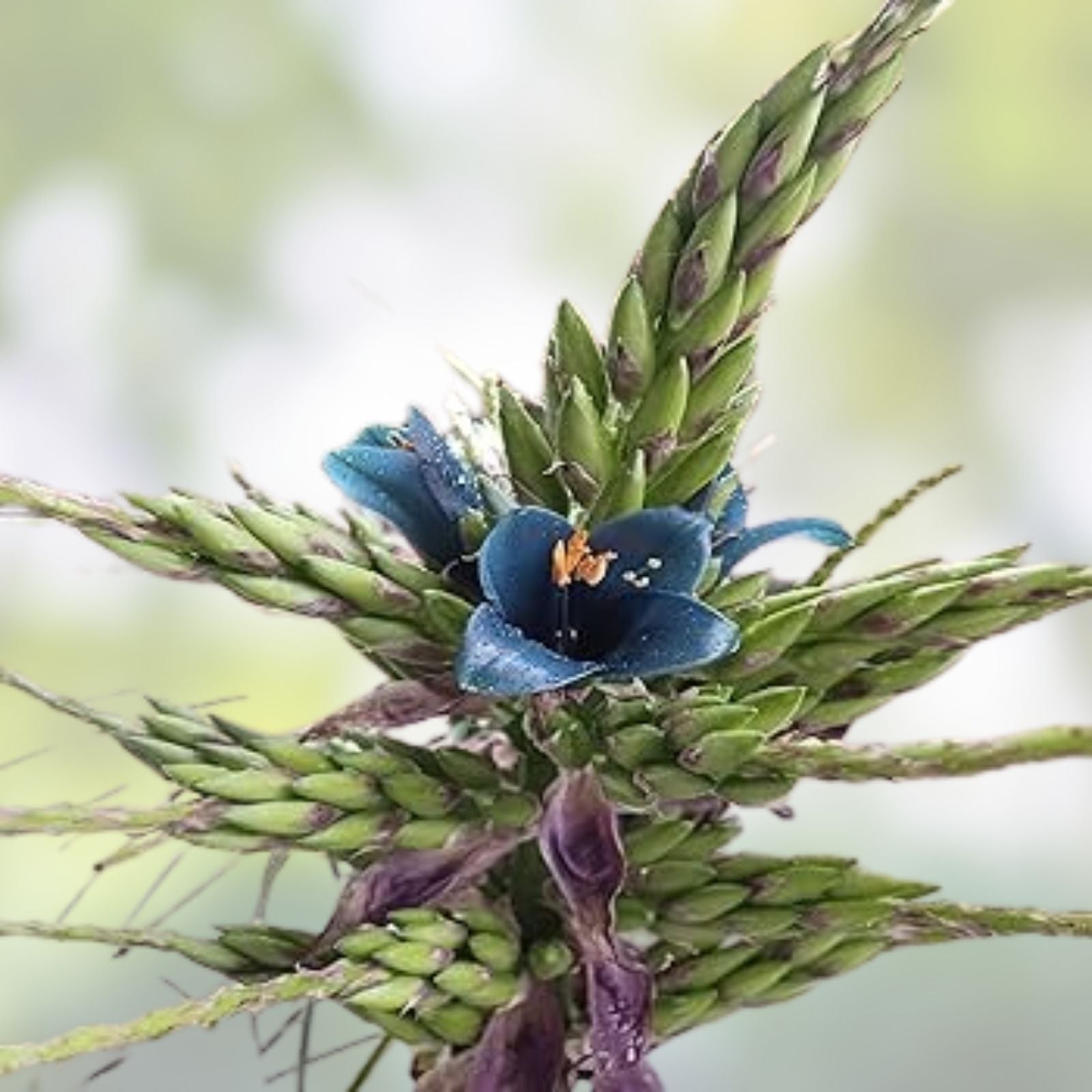 Blue Sapphire Tower Plant Seeds, 10+ Puya alpestris Rare Tropical Succulent, Blue Flowering Perennial Seed Collection