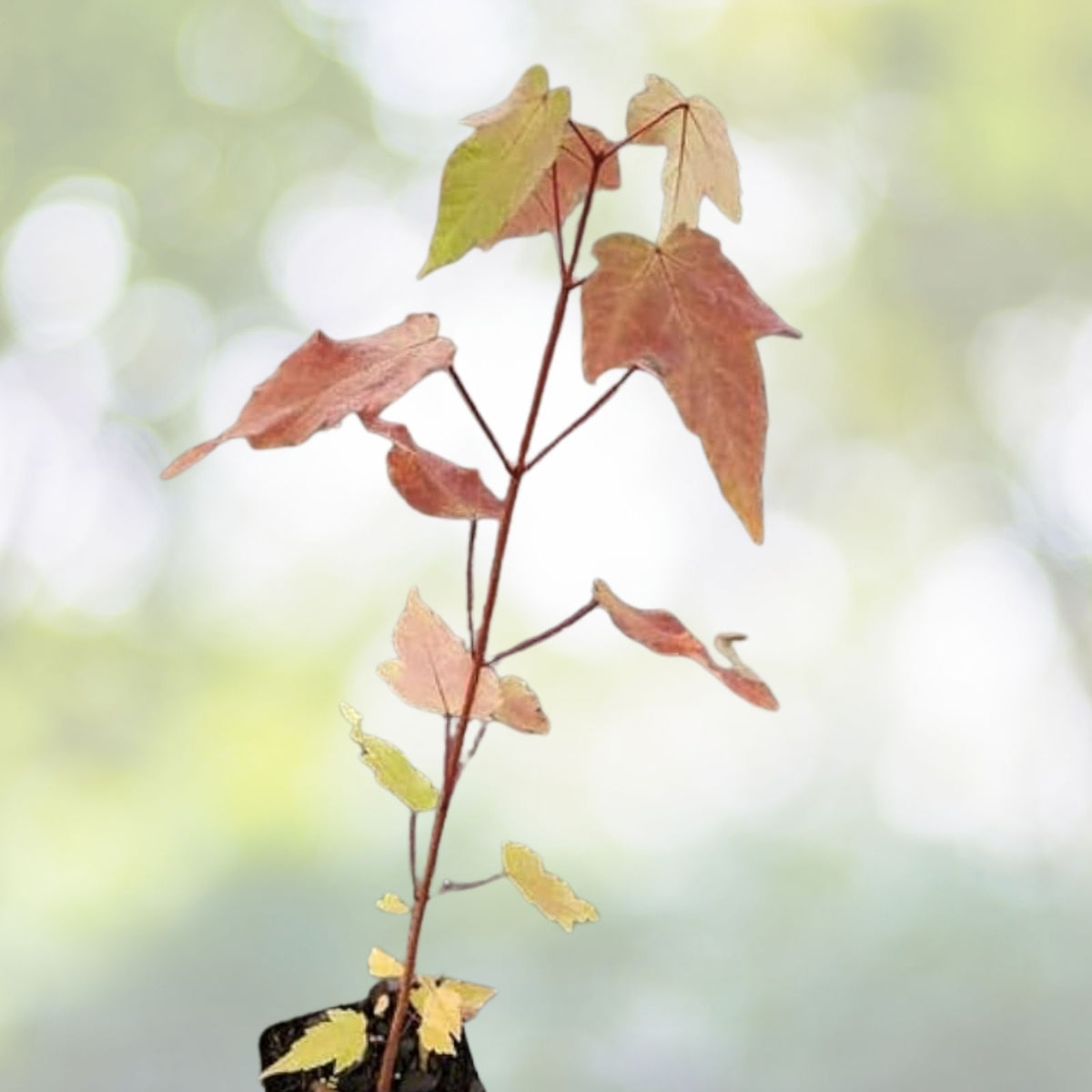 American Red Maple Tree Seedlings 3"-6" Acer rubrum Live Ornamental Shade Saplings for Landscaping