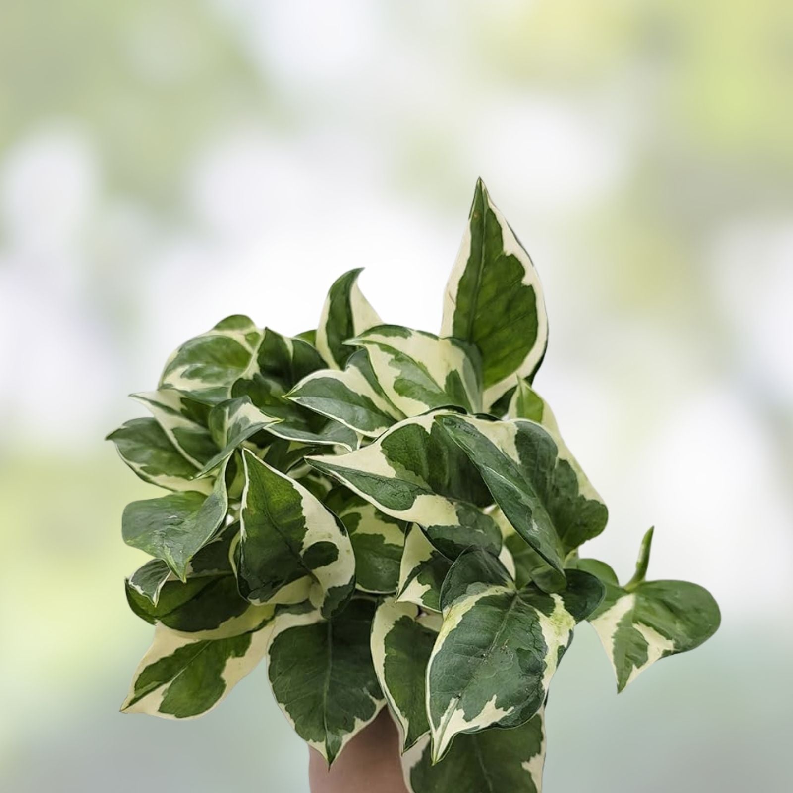 Jesus Cutting Plant 1 Pack, Not Rooted, Epipremnum aureum, Indoor Houseplant, Decorative Greenery