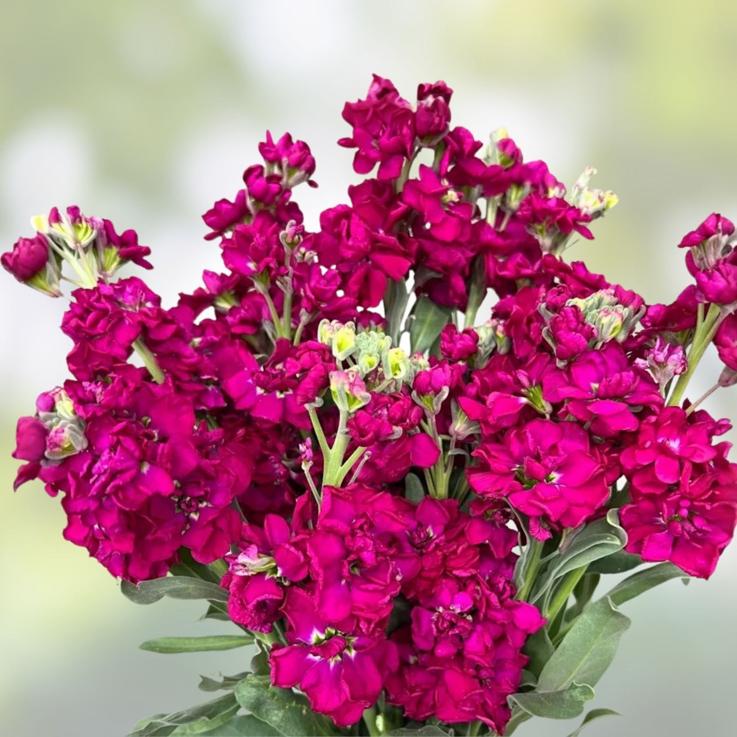 Stock Seeds Katz Ruby 500 Seeds Delphinium ajacis Variety for Vibrant Garden Blooms