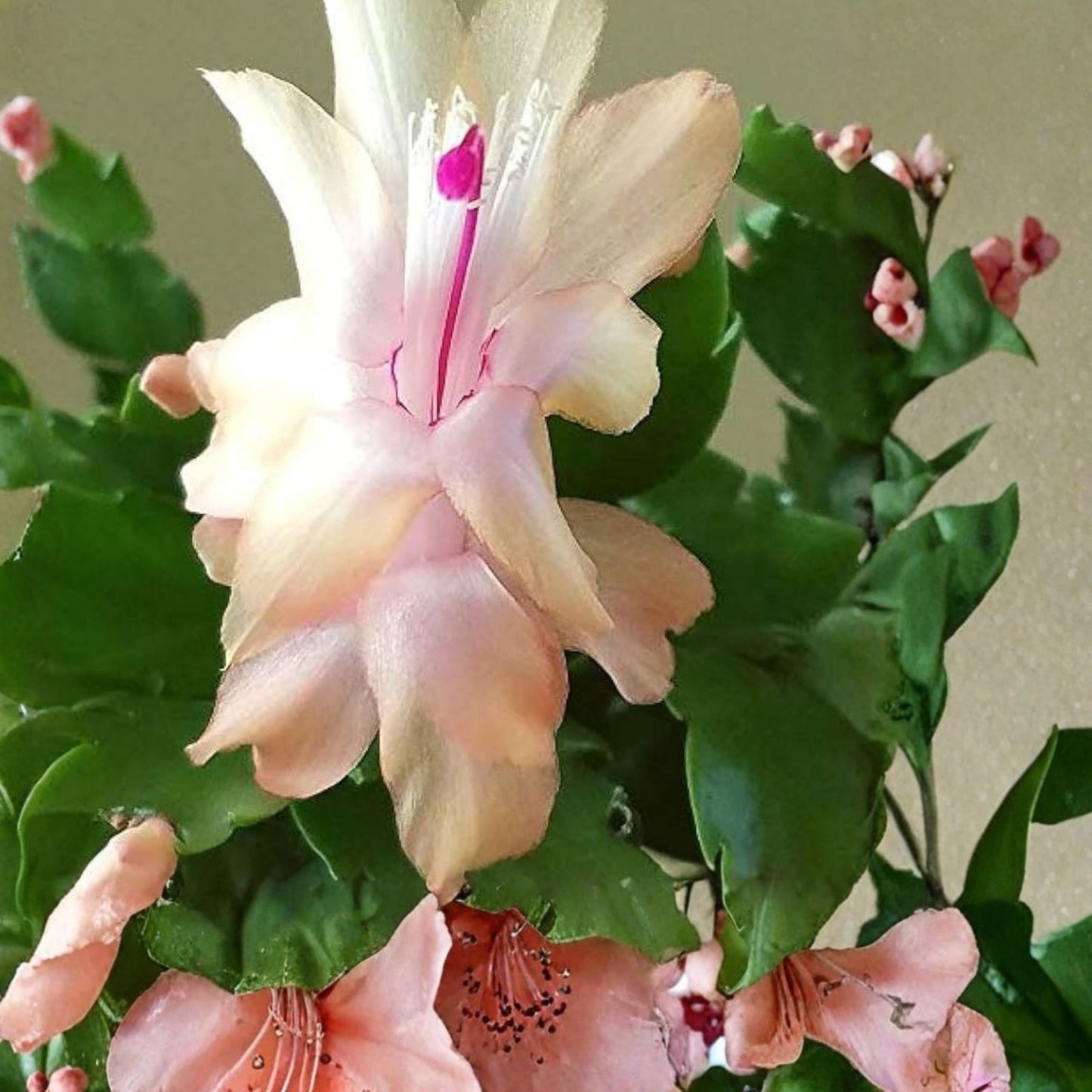 Thanksgiving Christmas Cactus Cuttings - Schlumbergera "Chelsea" - No Roots - Holiday Decor Plant Cuttings