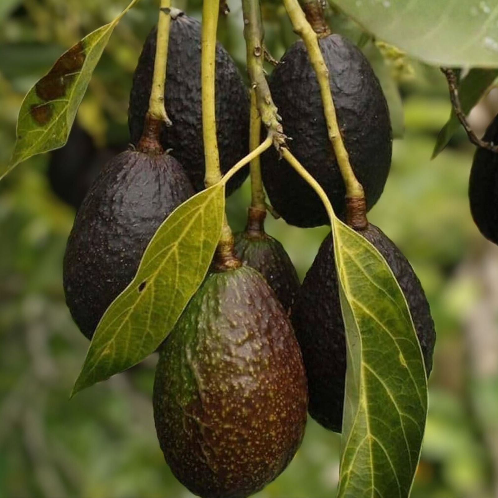 Lamb Hass Avocado Cuttings - 4 Grafting Scions - Persea americana - Fruit Tree Propagation Material