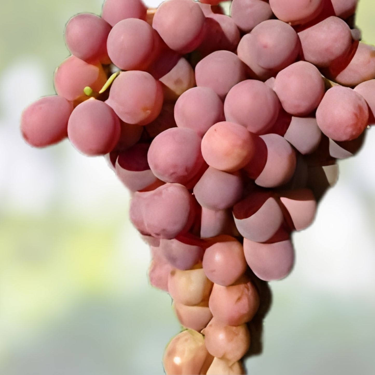 Red Concord Grape Seeds 20+ Pack for Growing Vines, Wine Making & Fruit Desserts - Vitis labrusca