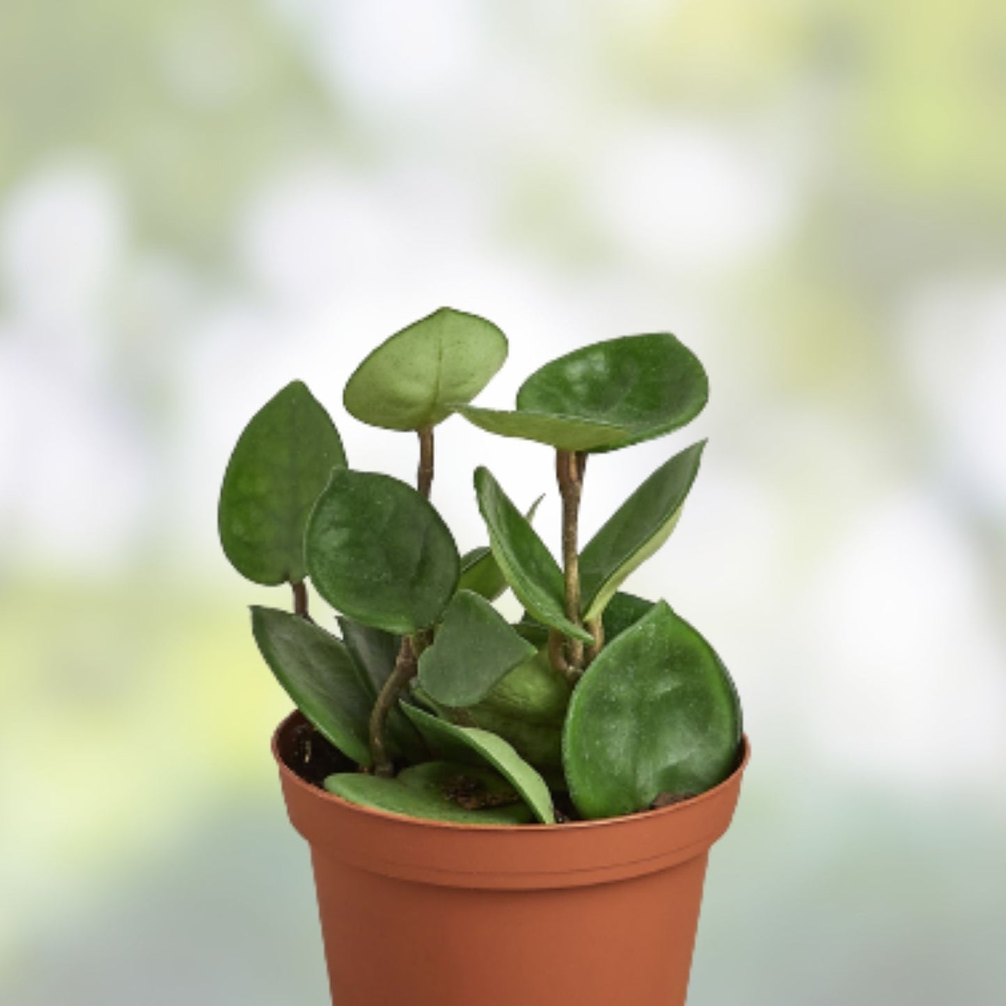 Rooted Hoya Carnosa Chelsea Cuttings - Indoor Plant - Hoya Chelsea - Easy Care Houseplant