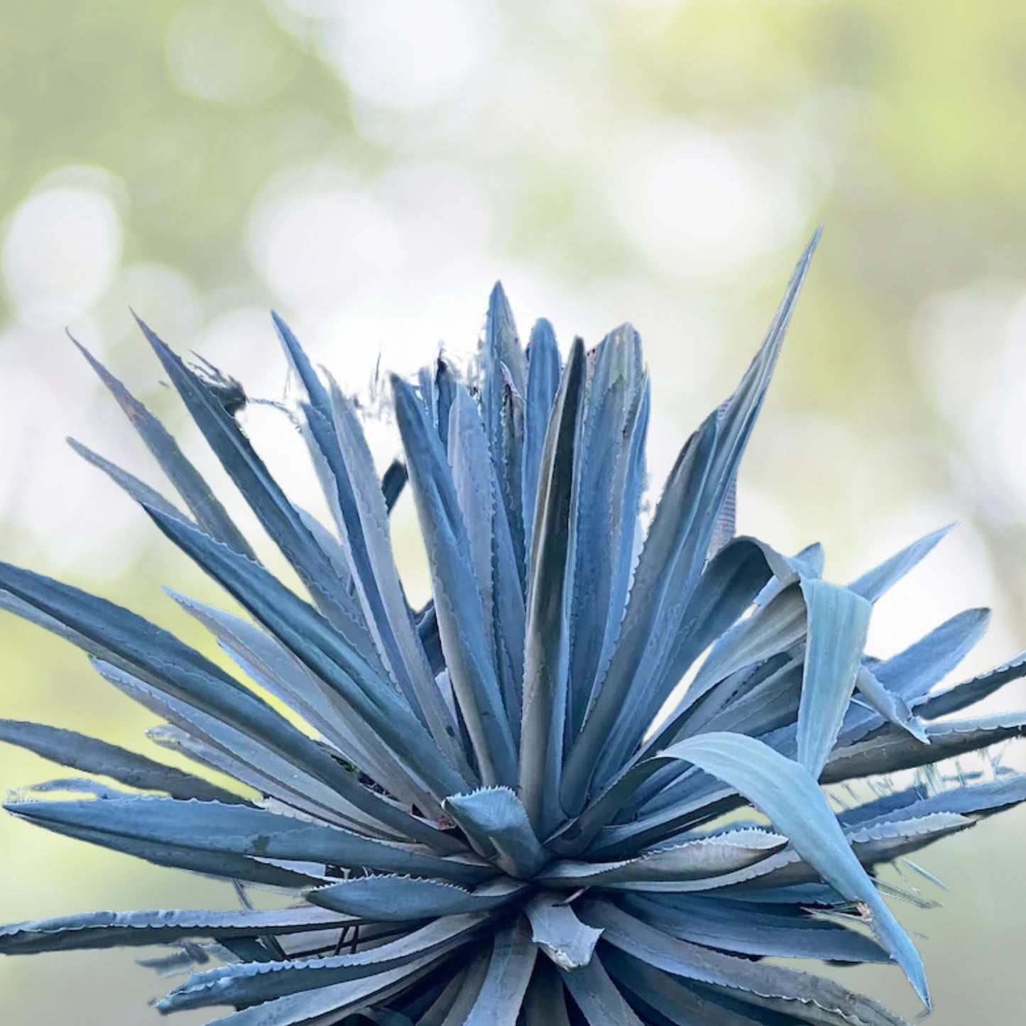 Vibrant Blue Agave Live Plant - 2-3in Pups | Agave Azul Succulent, Agavaceae - Bare Root Shipping Available