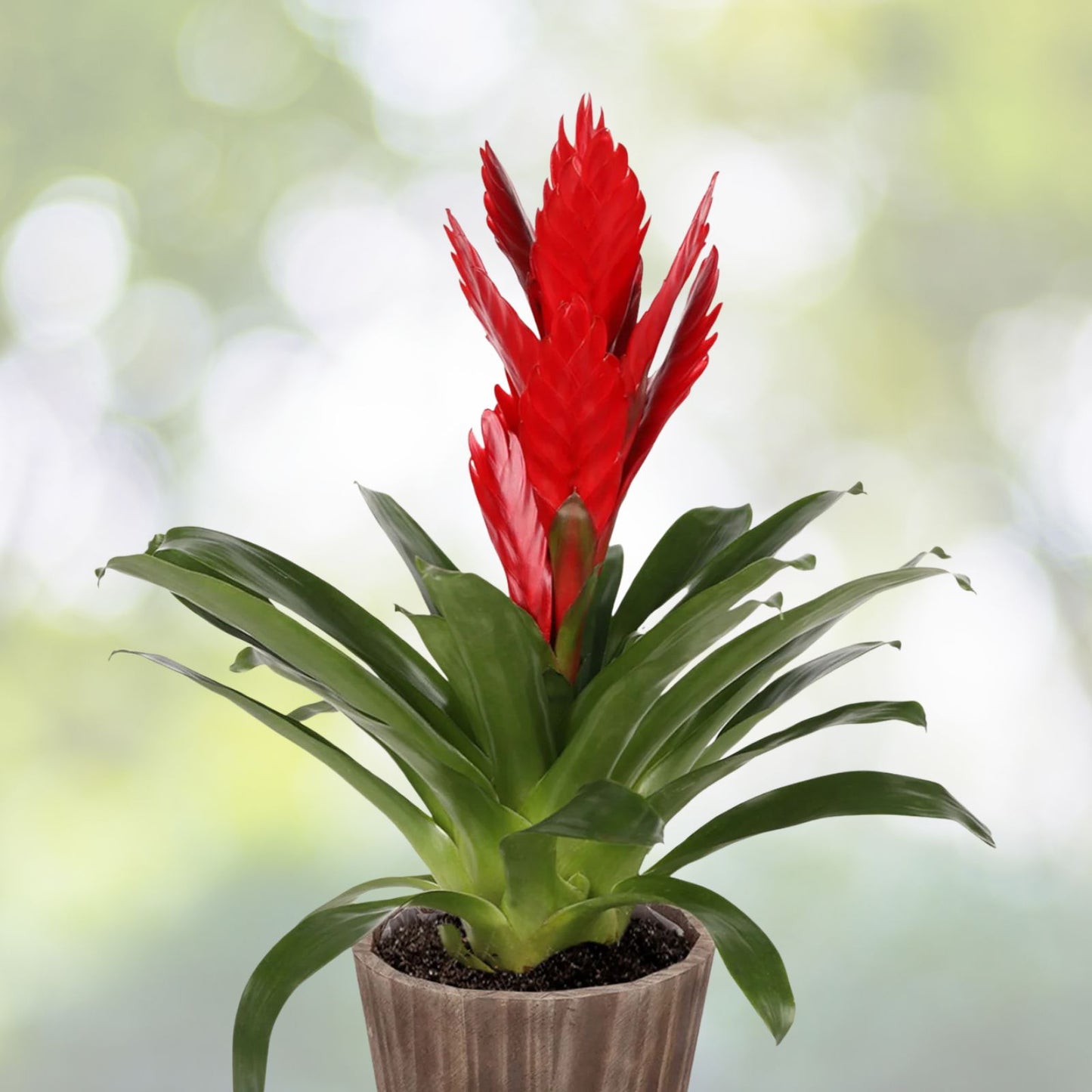 Bromeliad Plant 5 Inch Pot Cryptanthus 'Absolute Zero' Frosty Silver-White Green Striped Foliage Cryptanthus