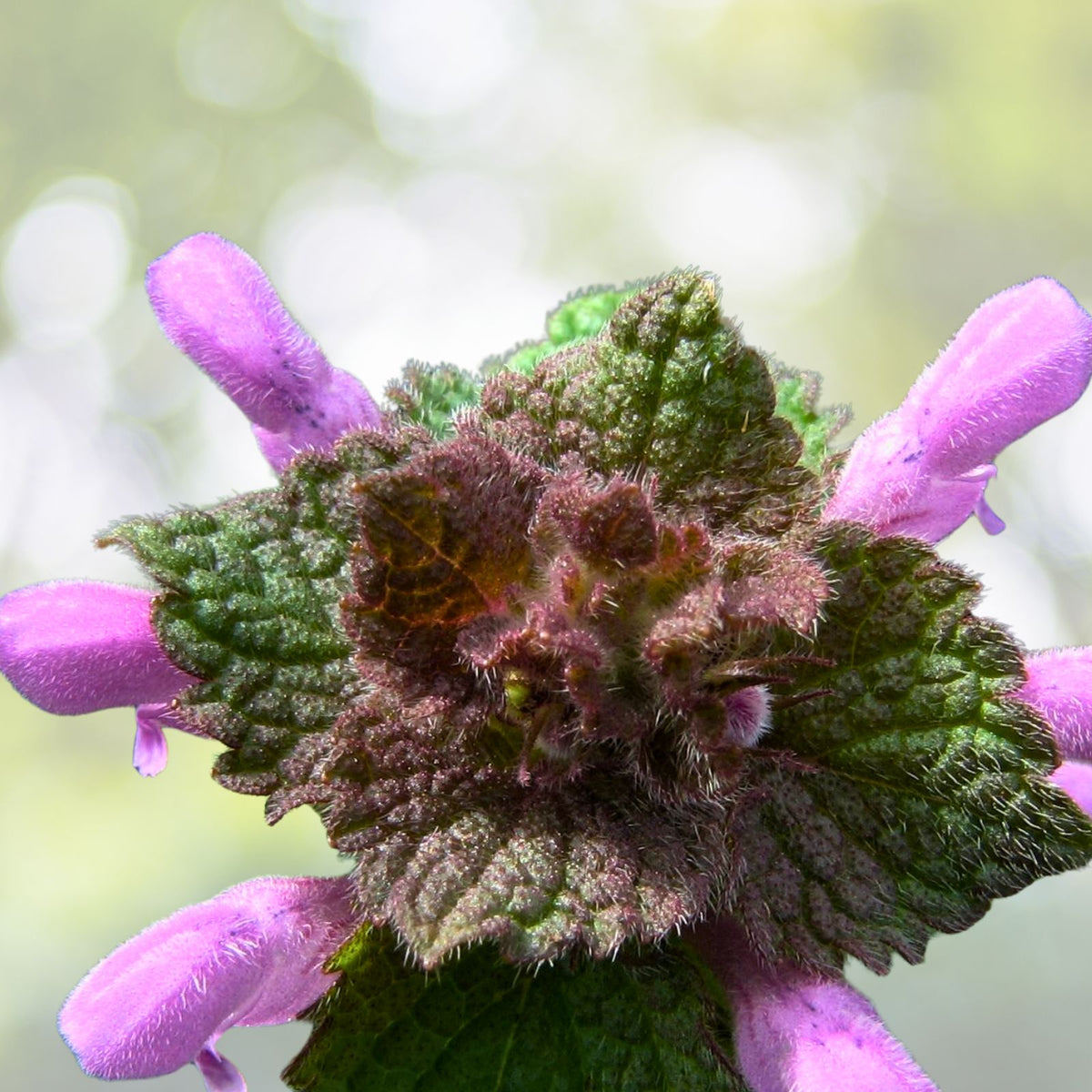 Organic Purple Dead Nettle Seeds   Medicinal Herb Lamium Purpureum Archangel