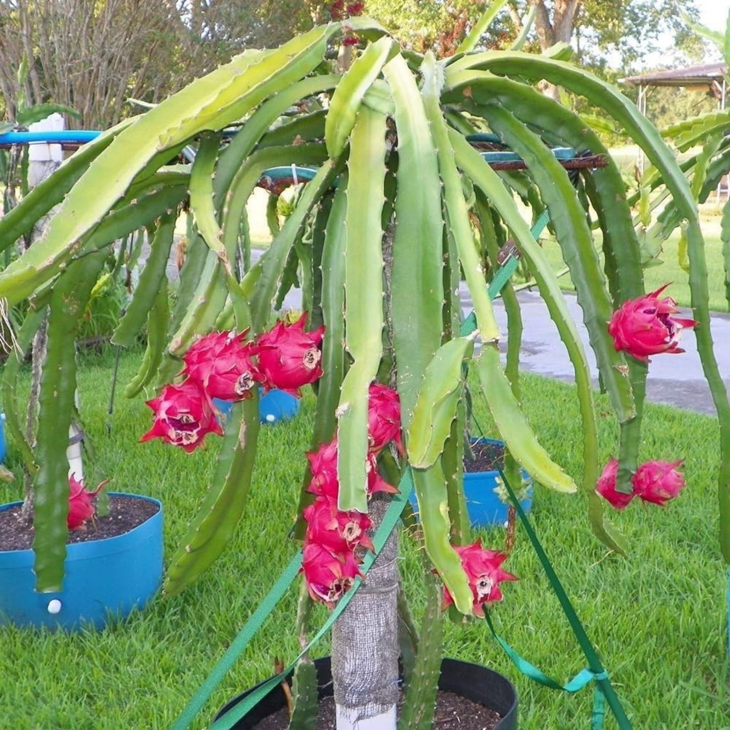 Dragon Fruit Succulent Cactus | Epiphyllum Pitahaya | Vibrant Tropical Plant for Indoor & Outdoor Gardens
