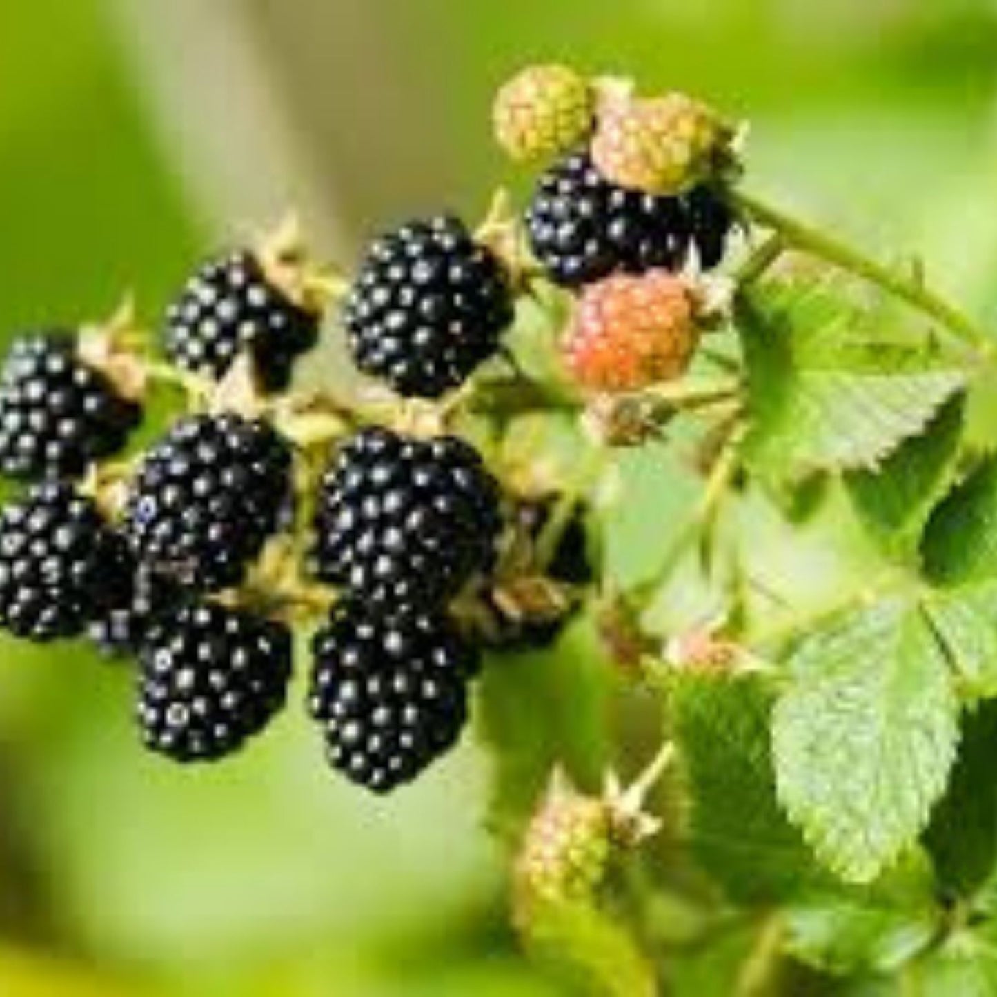 Wild Blackberry Seeds 200 Non-GMO Organic Rubus fruticosus for Home Gardening and Planting