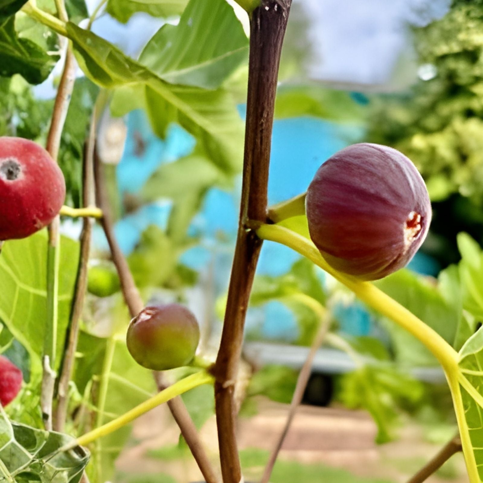 White Madeira Fig Cutting 10 Inches Ficus carica for Summer Propagation, Fruit Tree, Live Plant, Garden, Indoor or Outdoor