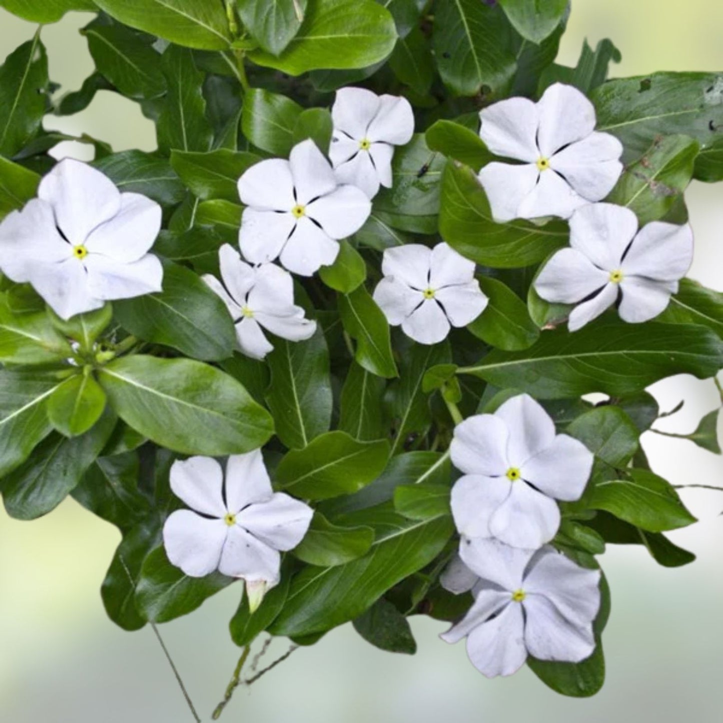 Vinca Seeds 500 Count Sunsplash White Flowering Catharanthus roseus Garden Flower Seeds Non-California Shipping
