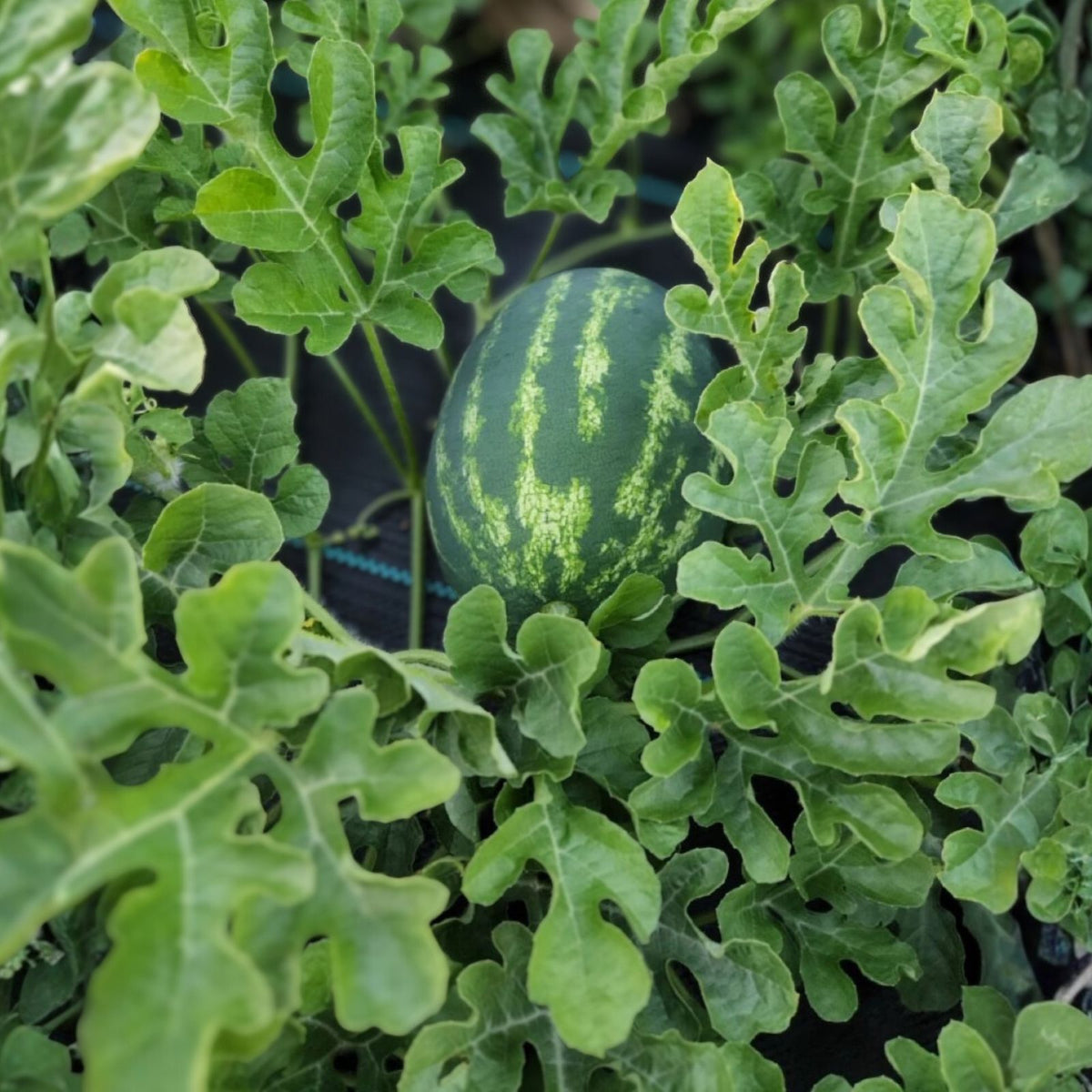 Large Non-GMO Sweet Watermelon Seeds - Heirloom Variety, Citrullus lanatus - Organic Gardening Supplies
