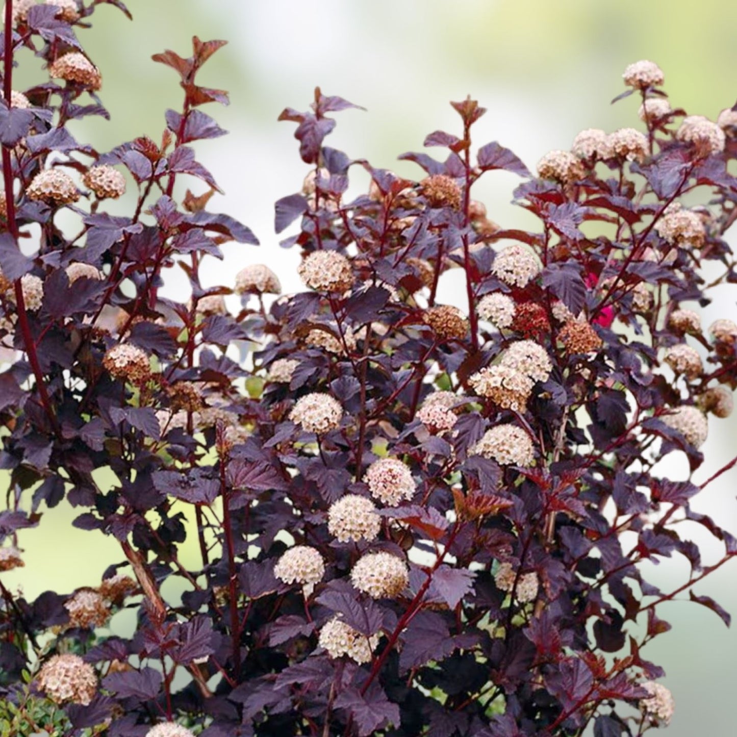 Purple Leaf Ninebark Cuttings Set of 10 | Unrooted, 6+ Inches | Physocarpus opulifolius 'Diabolo' | Deer Resistant, Easy to Grow