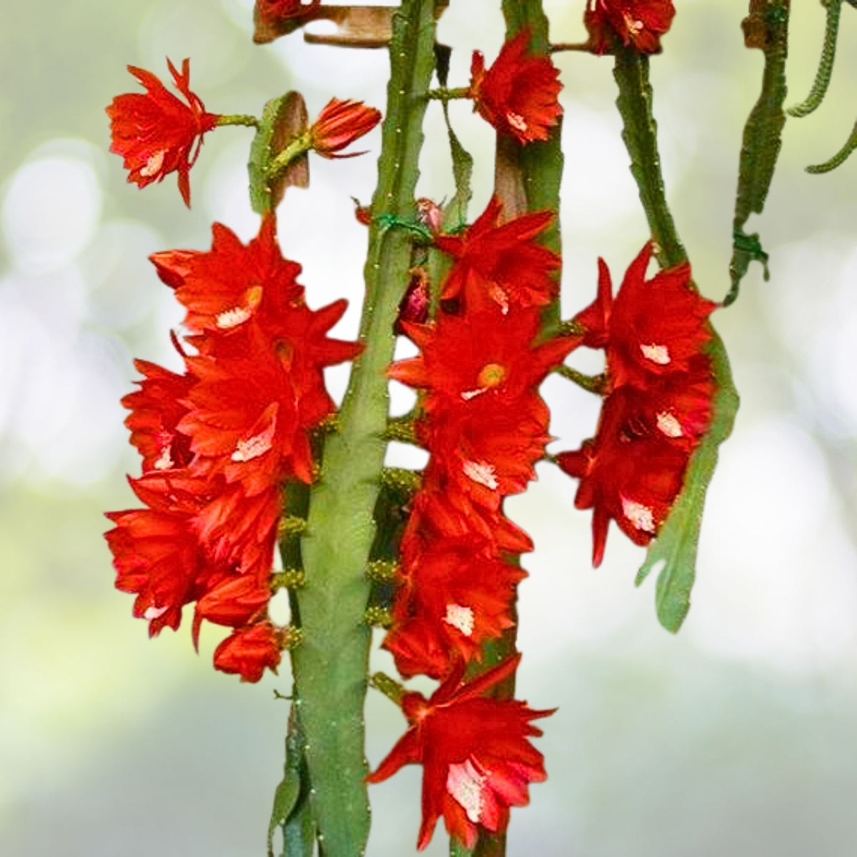 Live Orchid Cactus 8" in 4" Pot Red Blooms Rare Epiphyllum
