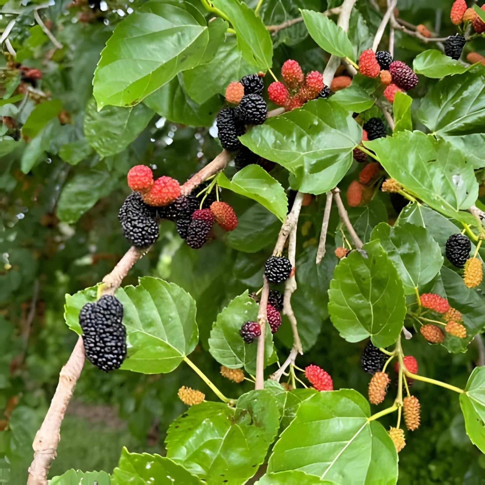 Pakistan White Mulberry Cuttings - 10 Organic Fresh Rooting Grafting Morus alba