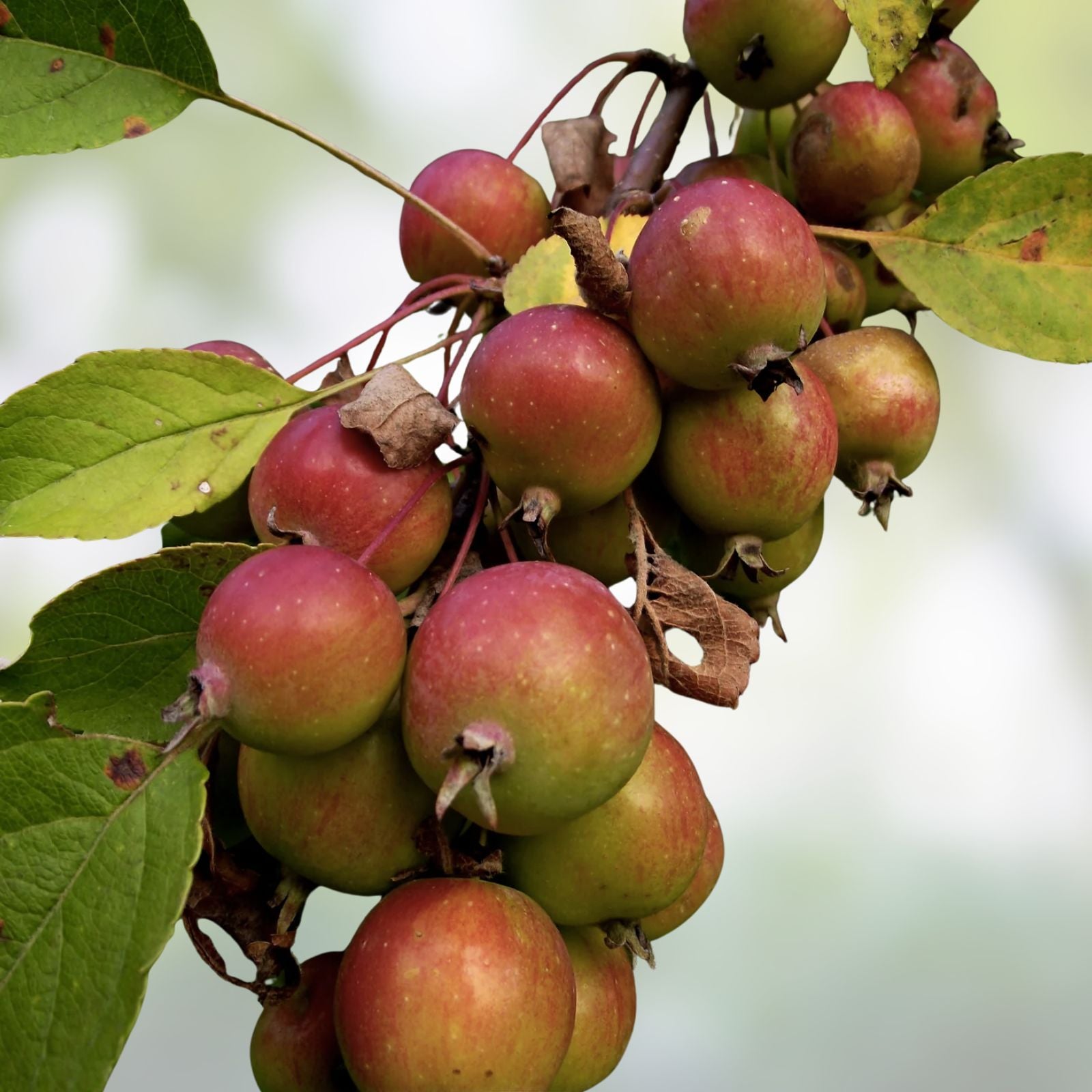 European Crab Apple Seeds 30 Pack - Malus Sylvestris - French Crabapple Tree Seeds for Planting