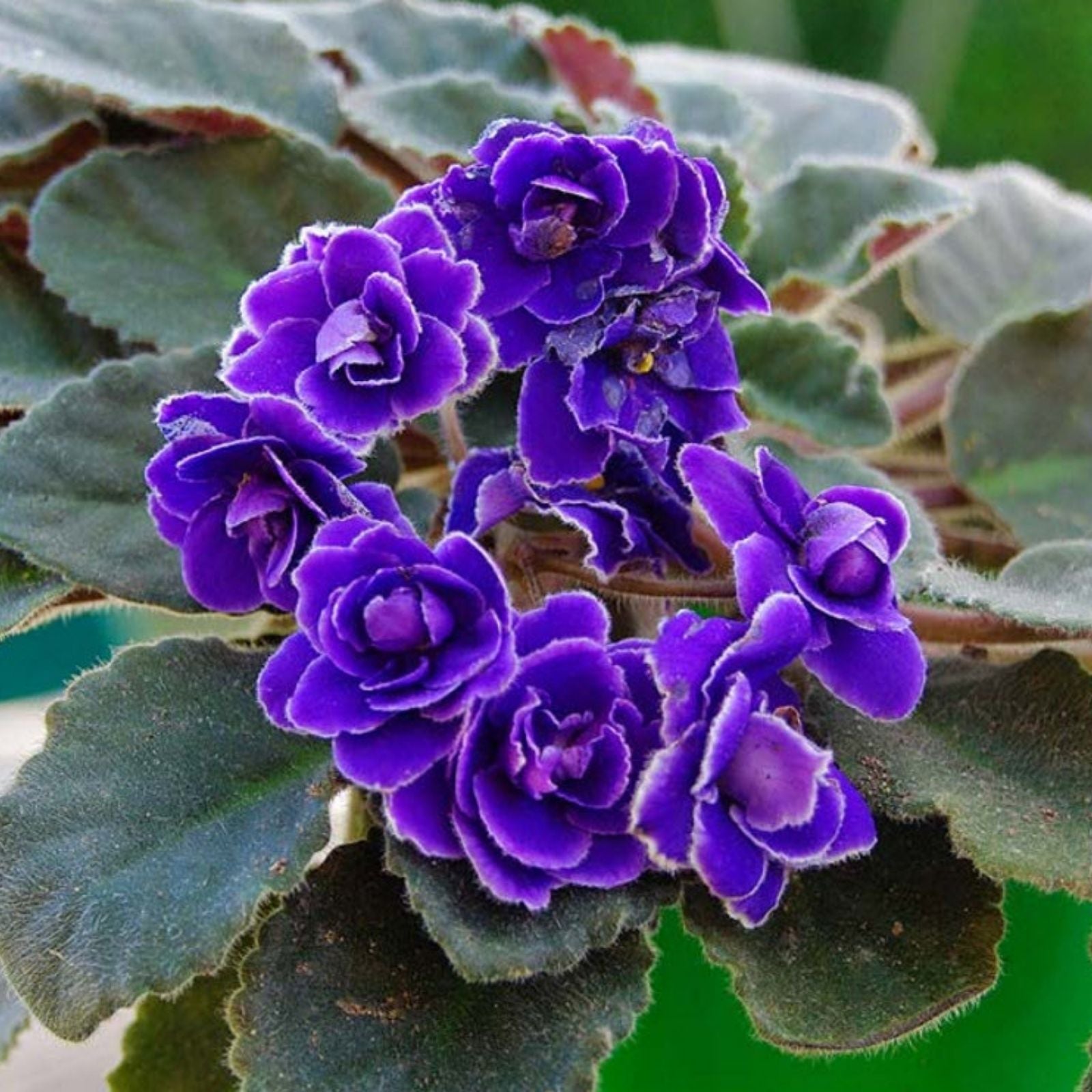 African Violet Leaf Cutting ND-Northern Palmyra Saintpaulia ionantha for Propagation and Plant Care