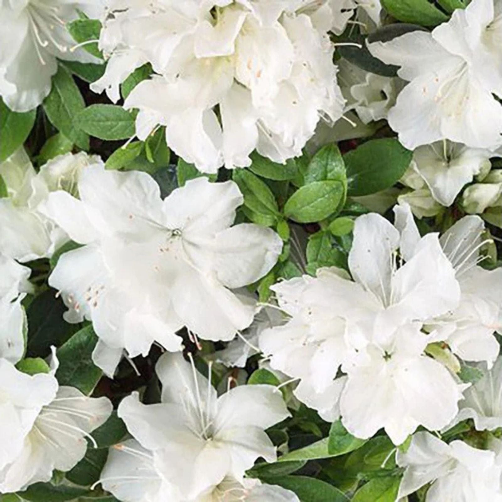 Azalea Starter Plant - White & Peach Striped Variety - Rhododendron Deciduous - Garden Flowering Shrub