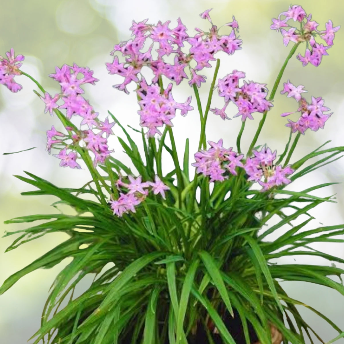 Society Garlic Plant 6 in Pot - Tulbaghia violacea - Edible Leaves & Lilac Flowers - Amaryllidaceae Perennial Plant