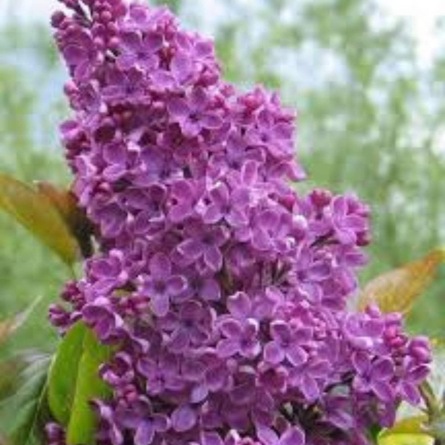 Purple Lilac Bonsai Seeds - 30 Count - Stunning Purple Blooms - Syringa vulgaris - Garden, Indoor, Flowering Plant Seeds
