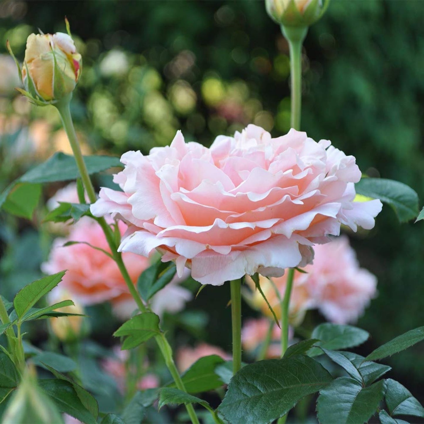 Polka Climbing Rose Cuttings - Apricot Live Plant, Rosa 'Polka' Climbing Rose, Garden Flower, Live Rose Cutting