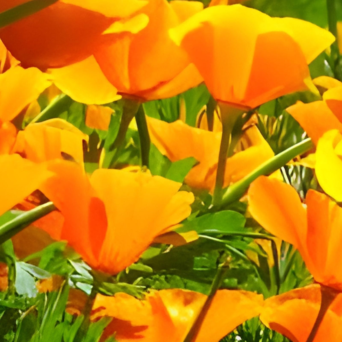 California Poppy Seeds - 100+ Bright Orange Eschscholzia californica for Garden or Wildflower Mix