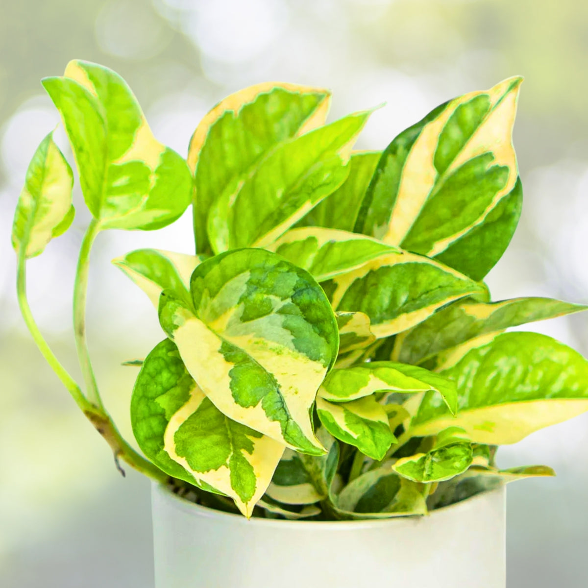 N'Joy Pothos Houseplant 4in Pot Variegated Green & White Epipremnum aureum 'N'Joy' Easy Care Indoor Plant