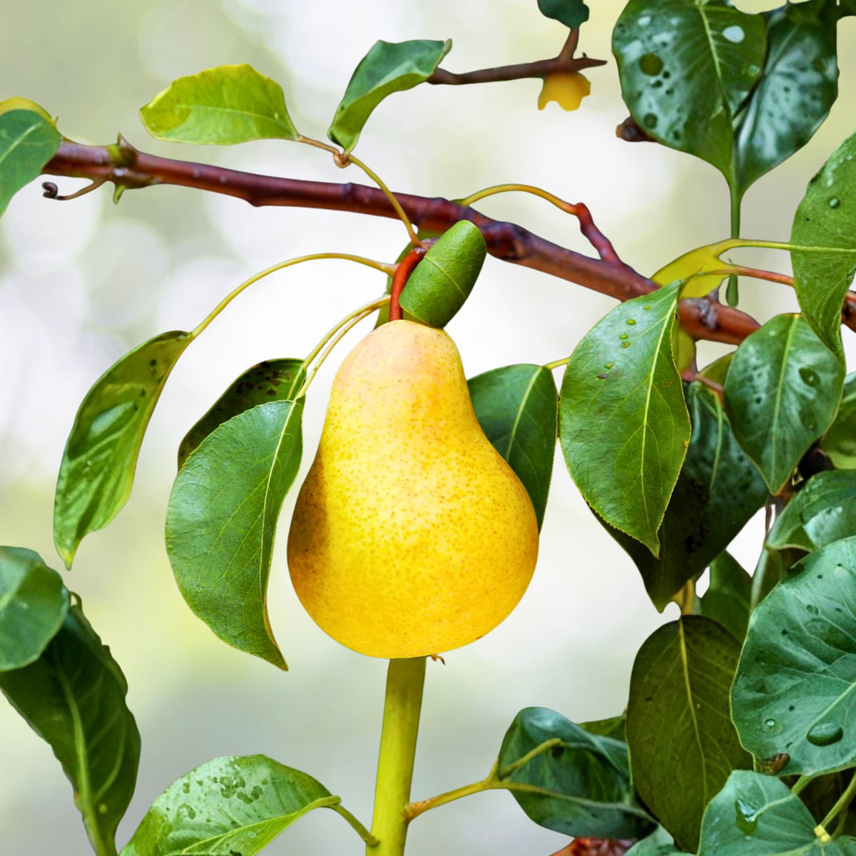 Kieffer Pear Tree Seeds 12+3 Free   Hardy, Juicy, Self Pollinating, Pyrus communis x Pyrus pyrifolia