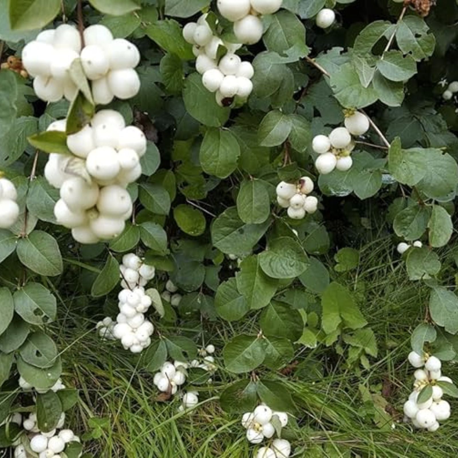 Snowberry Shrub Seeds - 50+ Non-GMO Symphoricarpos albus Seeds for Landscaping and Garden Growth from Iowa