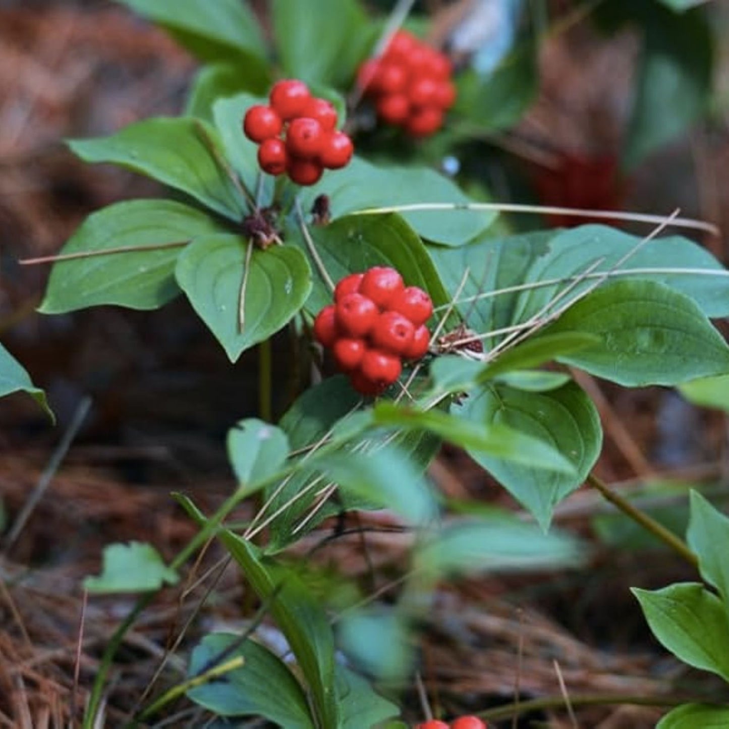 Bunchberry Bush Seeds 30 Pack - Cornus Canadensis - Native Groundcover Planting Seeds - Bunchberry Dogwood Seeds