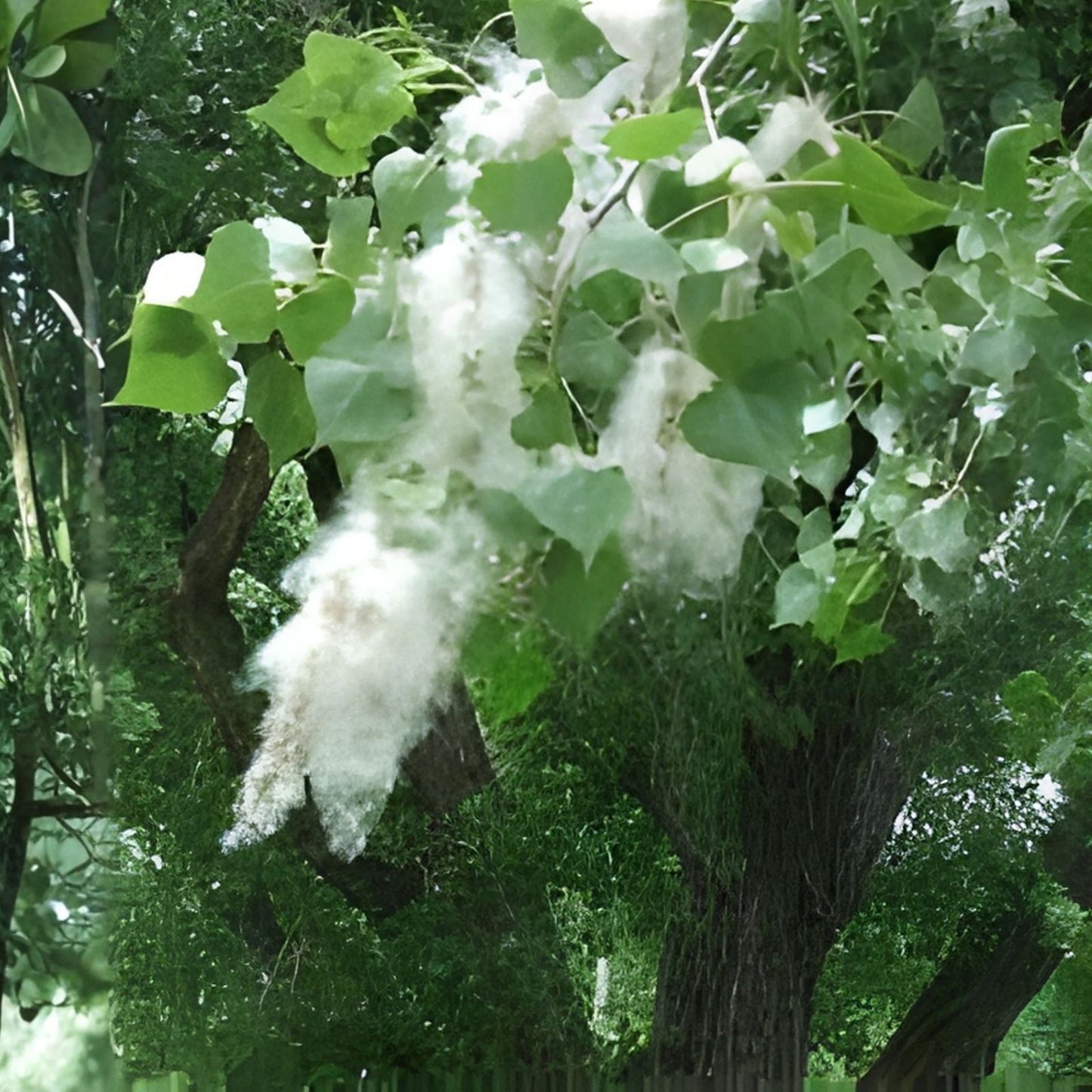 Cottonwood Tree Cuttings 2 Pack - Fast Growing Shade Trees Populus deltoides - Live Planting Material for Landscaping