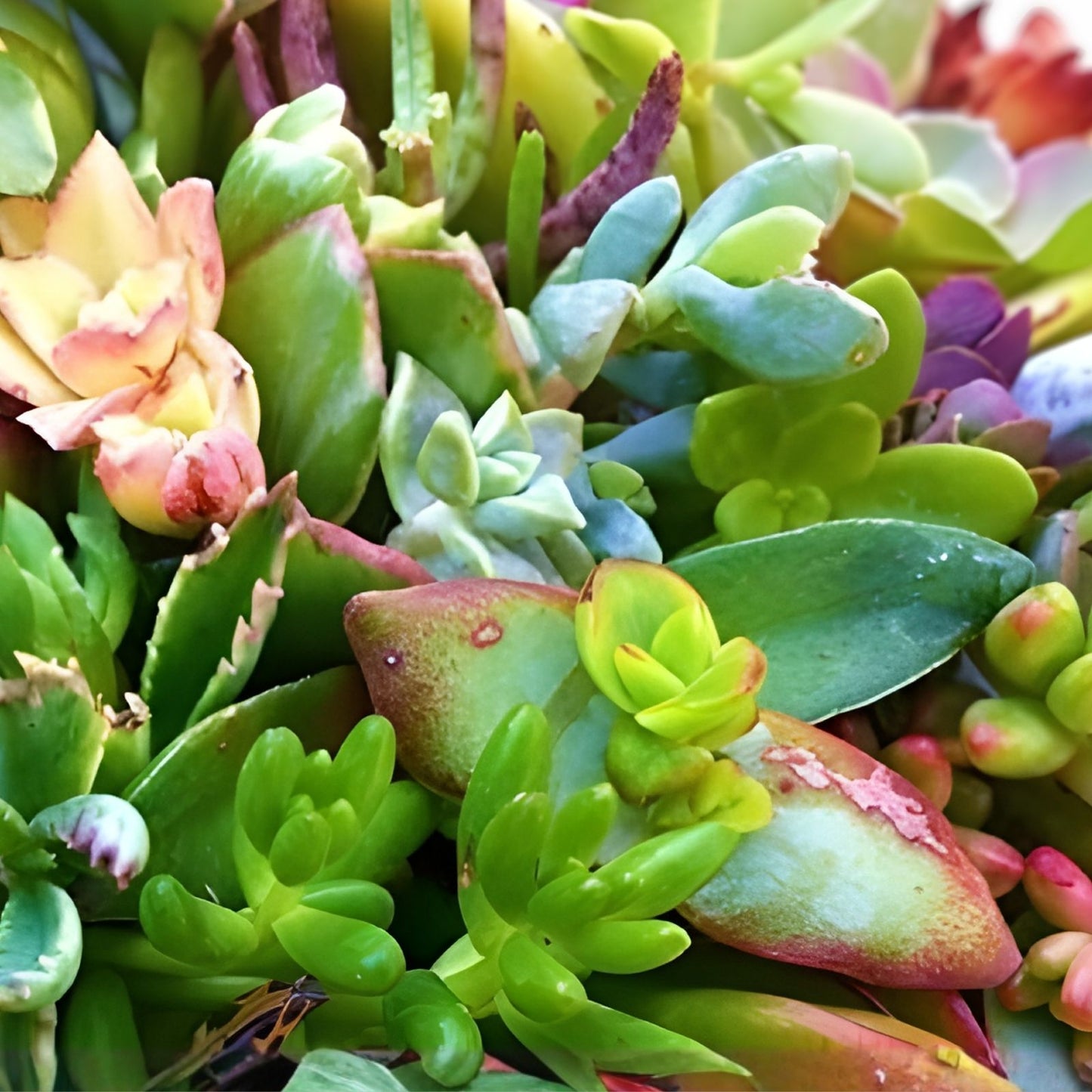 Assorted Organic Succulent Cuttings Variety Pack for Planting - Garden, Terrarium, DIY Projects - Easy Care, Live Succulents