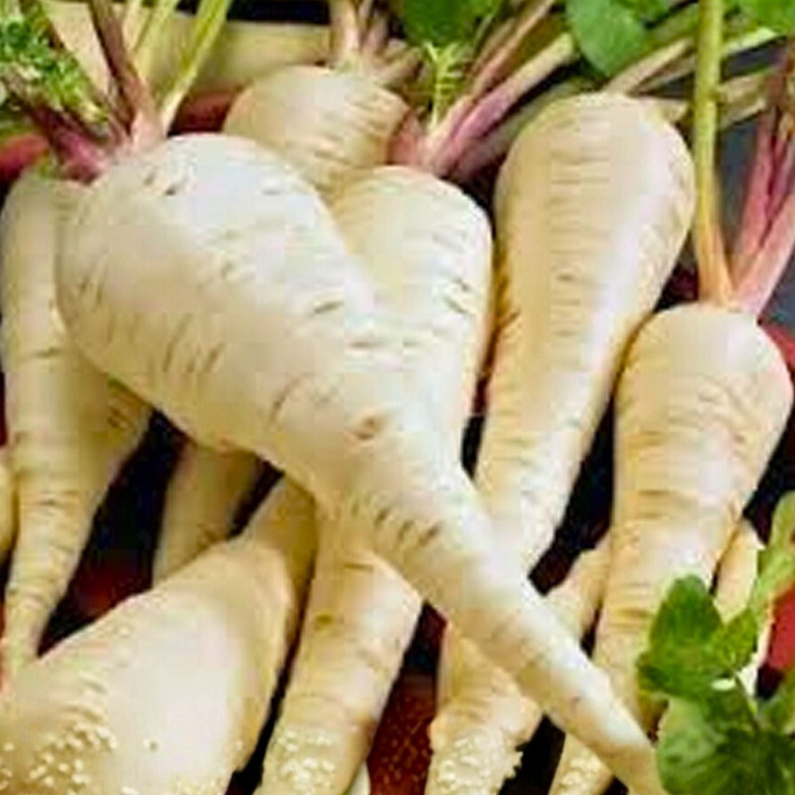 Parsnip Seeds 100 Count Harris Model Heirloom Non-GMO Pastinaca sativa Vegetable Gardening Supplies