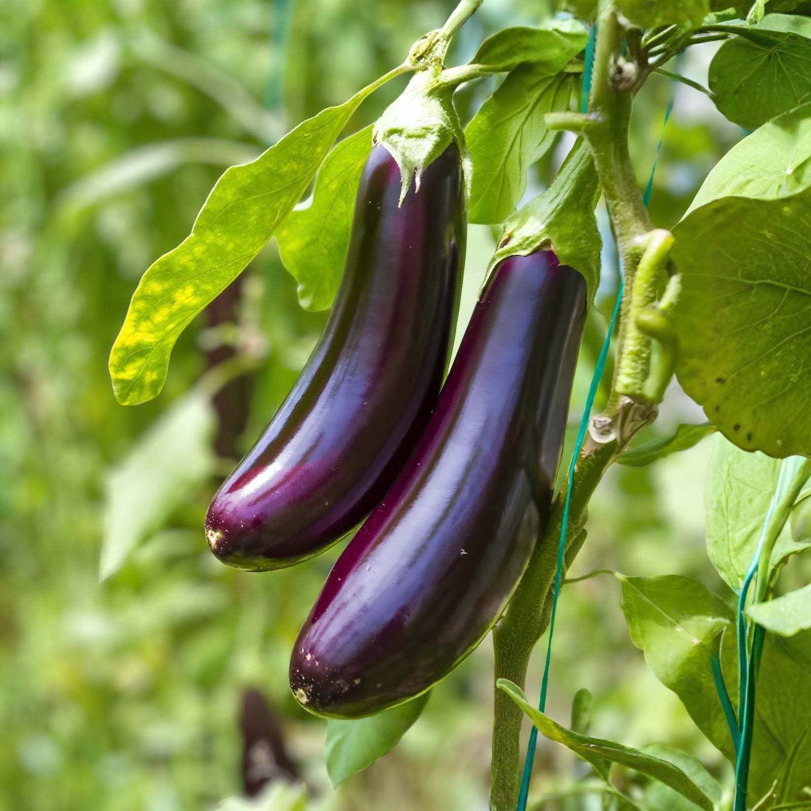 American Hybrid Eggplant Seeds 20 Count A1014 Solanum melongena | Heirloom Vegetable Seed Packet