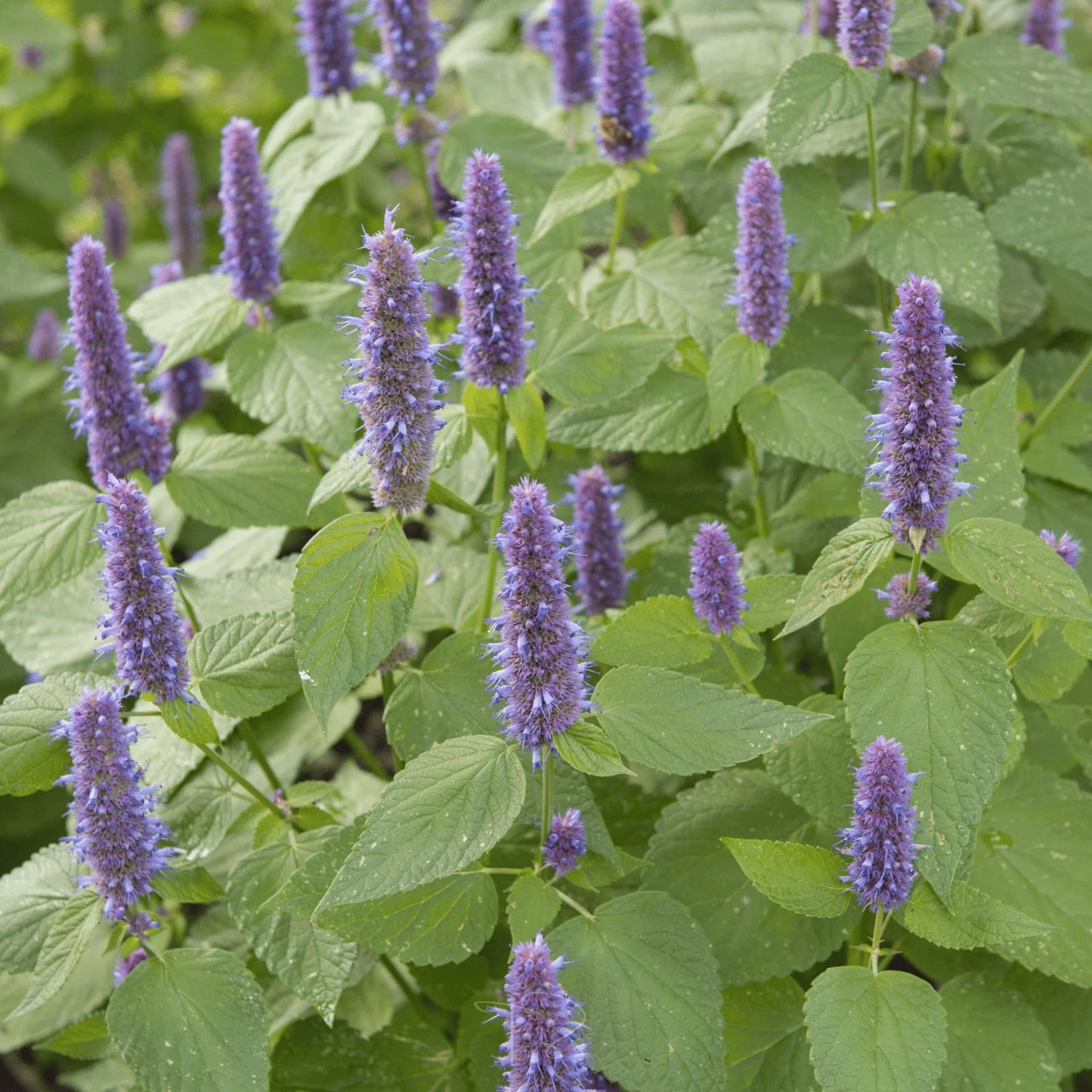 Anise Hyssop Seeds for Planting – 200 Seeds – Wildflowers – Agastache foeniculum – Fragrant Herb and Pollinator Magnet