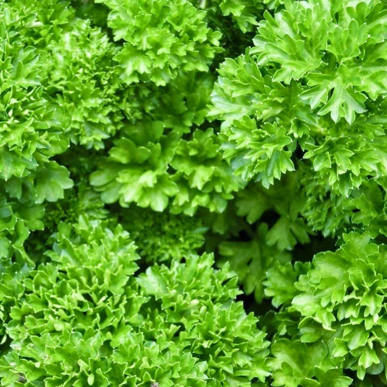 Heirloom Parsley Seeds - Triple Curled Non-GMO Culinary Herb - Petroselinum crispum - 25+ Seeds
