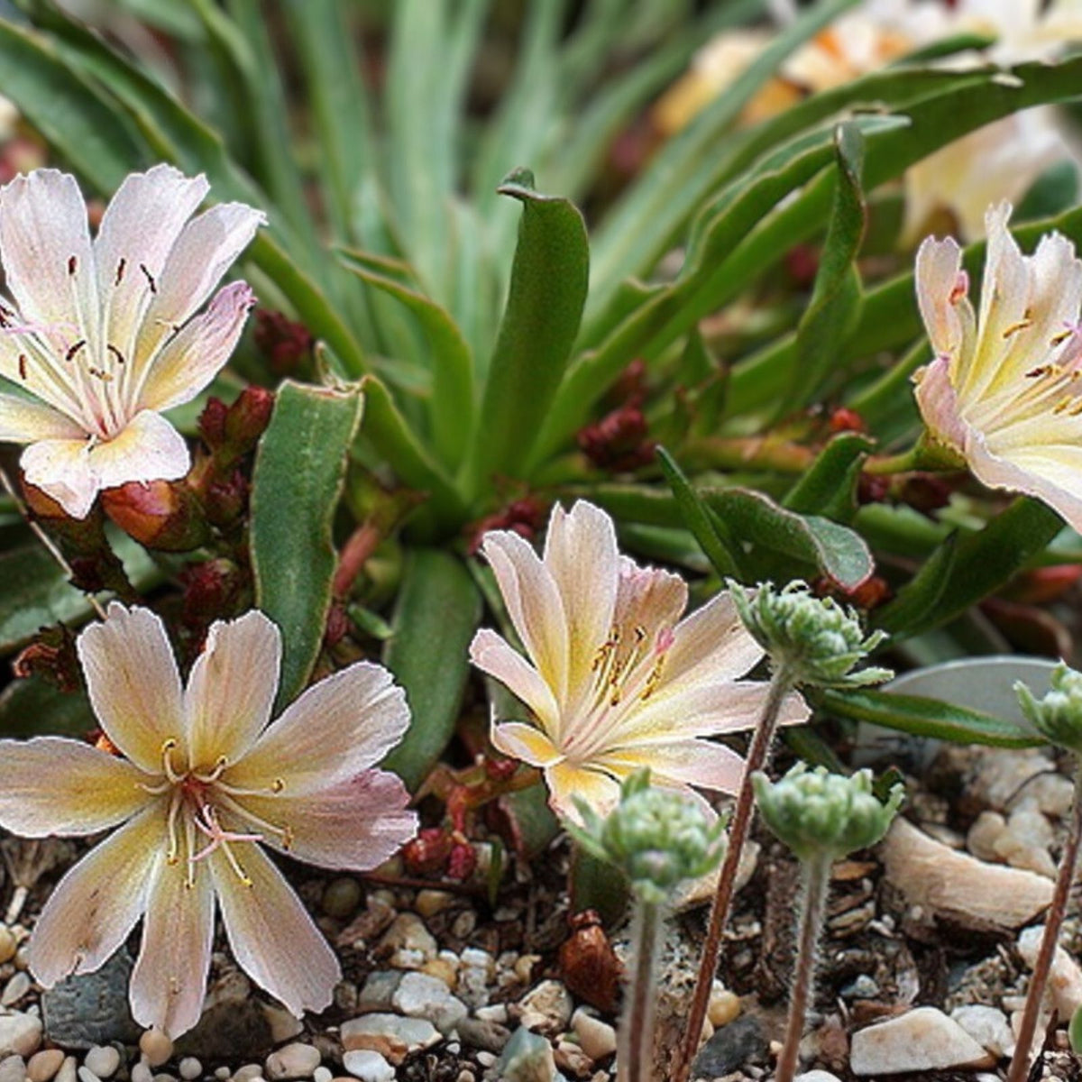 Peach Lewisia Seeds 35 or 100 Non-GMO Flower Seeds Garden Lewisia cotyledon Succulent Perennial