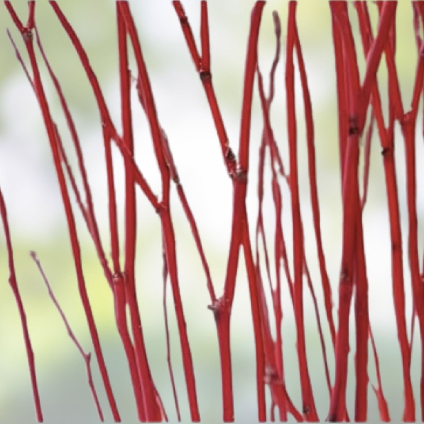 Red Dogwood Cuttings 8 Pack - Easy to Grow No Roots Cornus florida Tree Branches for Gardening and Landscaping