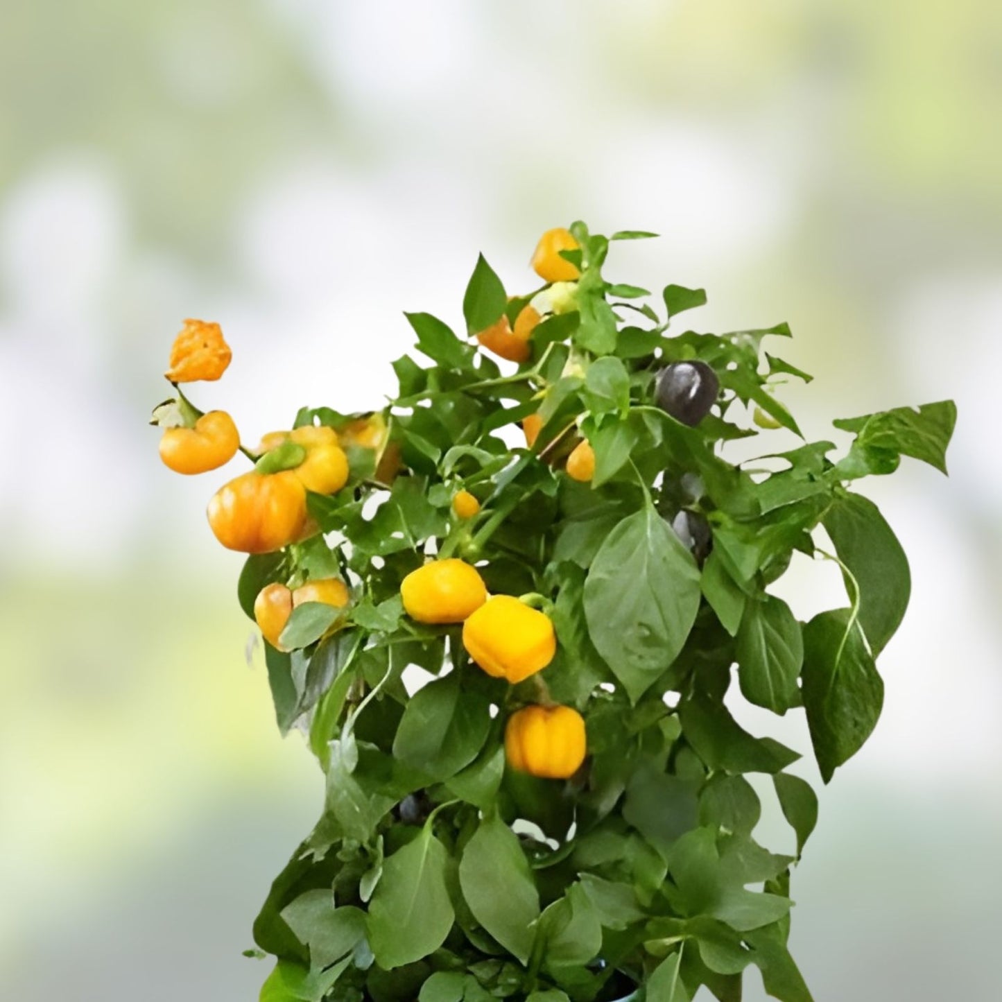 Pepper Pumpkin Seeds for Planting – 5 Rare Capsicum annuum Seeds – Unique Pepper Variety for Garden Growth