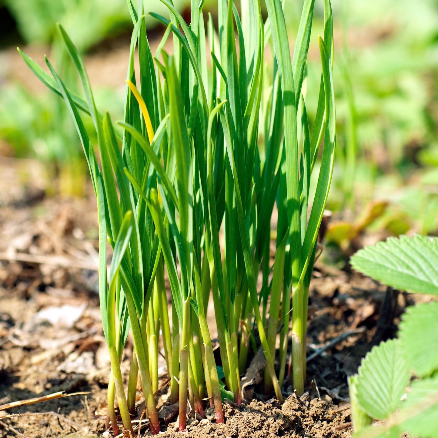 Garlic Chives Live Herb Plant 4 8" Tall Well Rooted No Pot Allium tuberosum