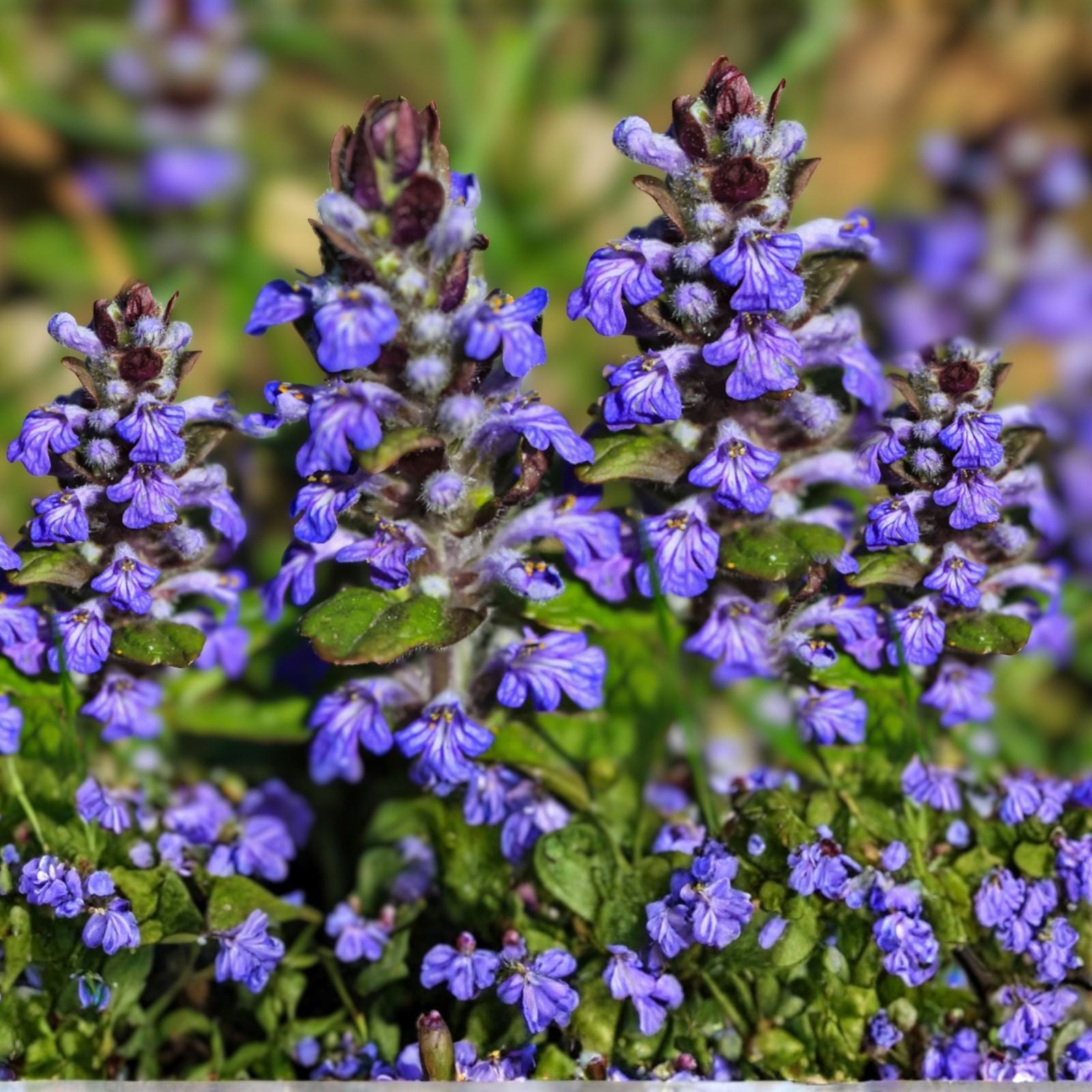 Ajuga reptans Bugleweed Ground Cover Starter Plants - 10 Rooted Cuttings for Lush Green Gardens