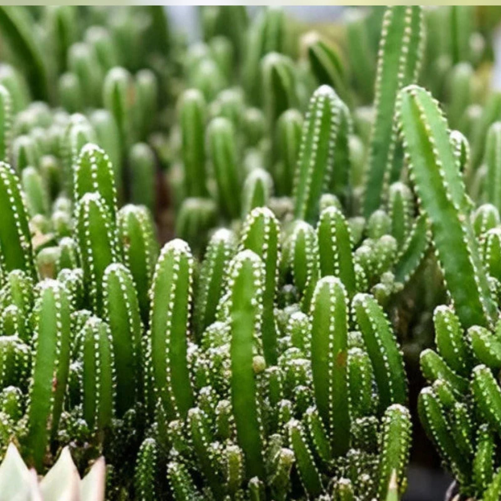 Live Rooted Triangle Cactus Plant - Acanthocereus tetragonus - Naples Florida Variety - Succulent Indoor or Outdoor Plant