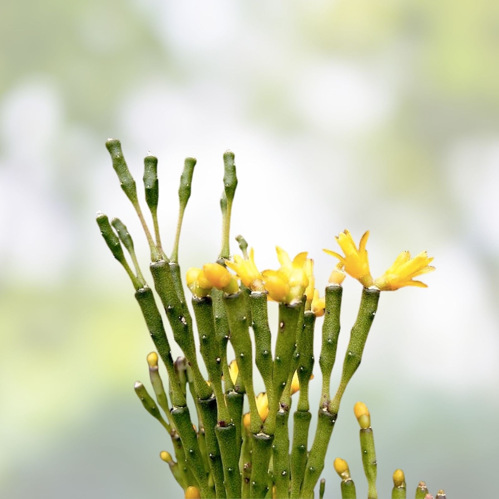Dancing Bones Cactus 2" Plant | Hatiora salicornioides | Exotic Succulent Collection | Unique Desert Plant