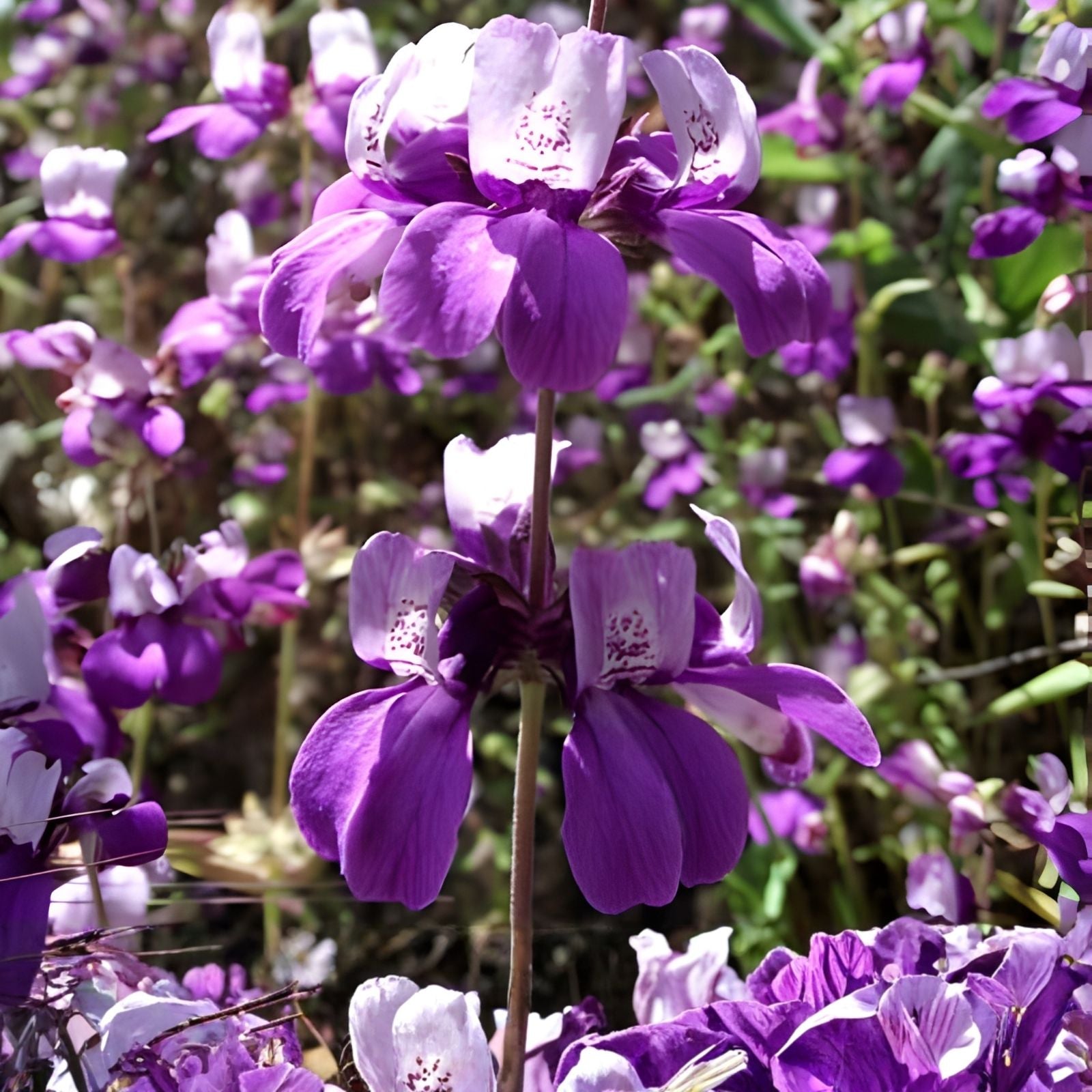 Purple Chinese Lantern Seeds 100 Pack for Planting - Physalis alkekengi - Lantern-Like Blooms - Ornamental Fruit Plant